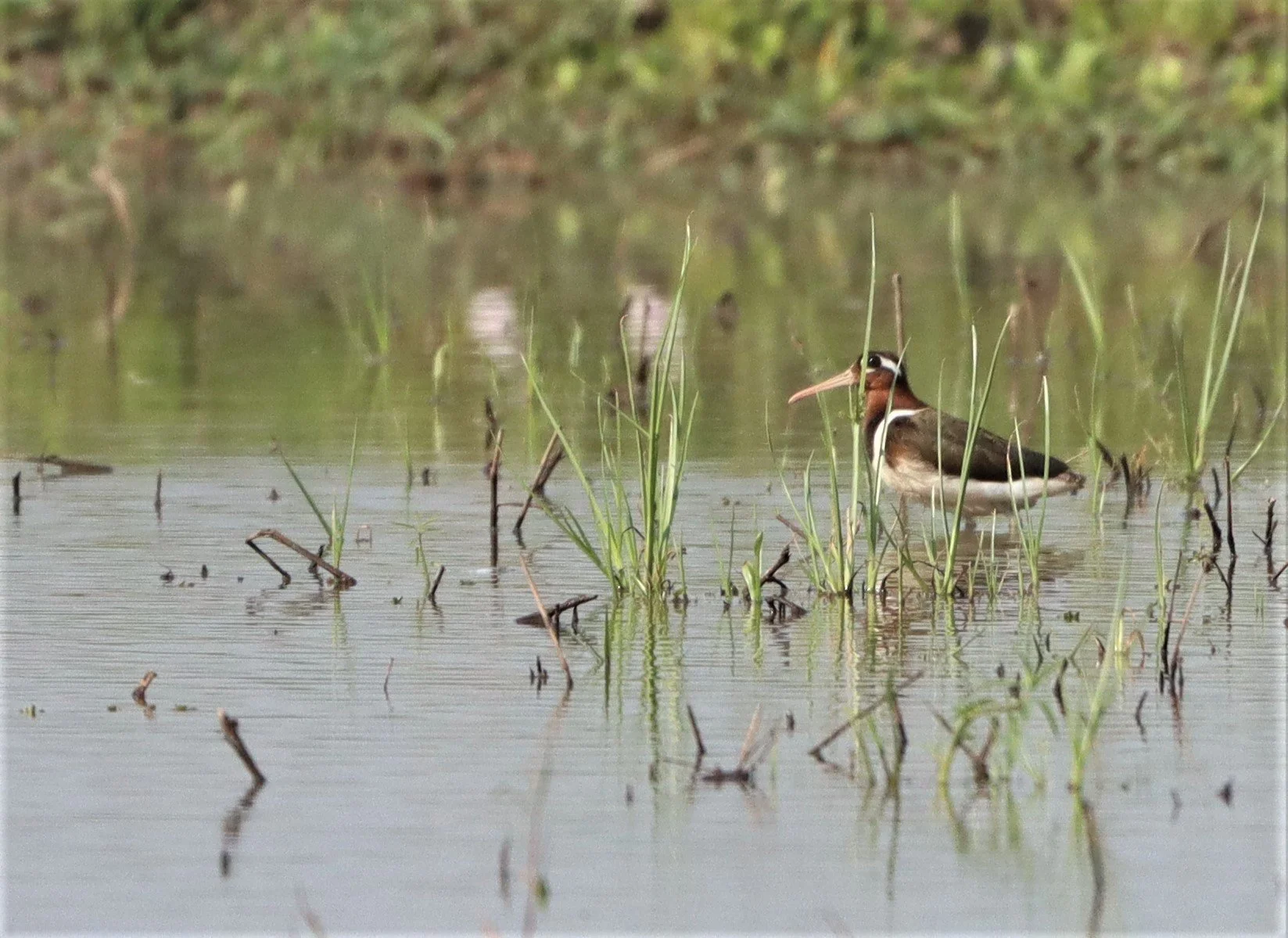 SNIPE - GREATER PAINTED SNIPE - Rostratula benghalensis - PATHUM THANI RICE RESE (90).JPG