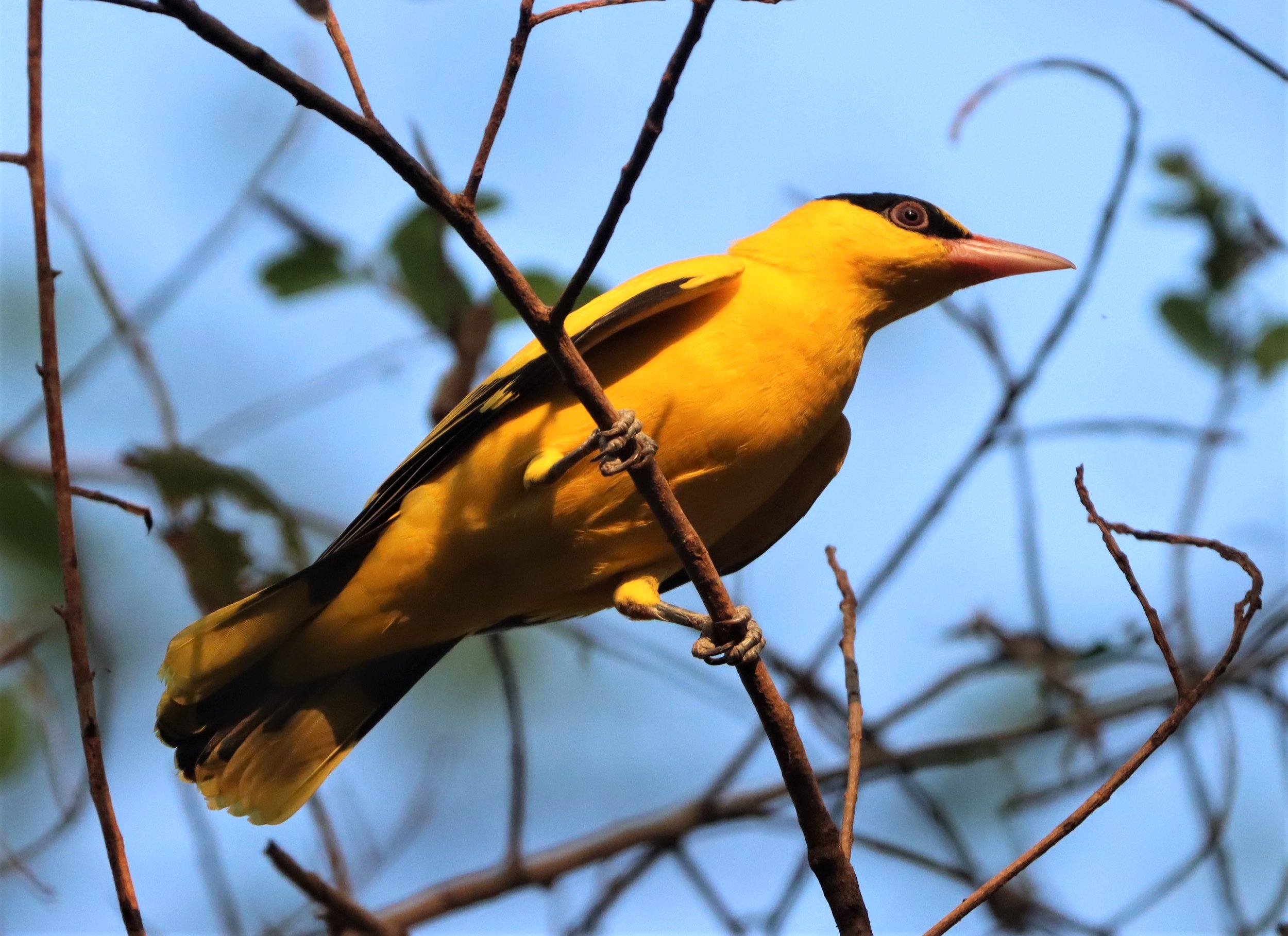 Black-napped Oriole (Oriolus chinensis) Rama 9 Park Bangkok (23).jpg