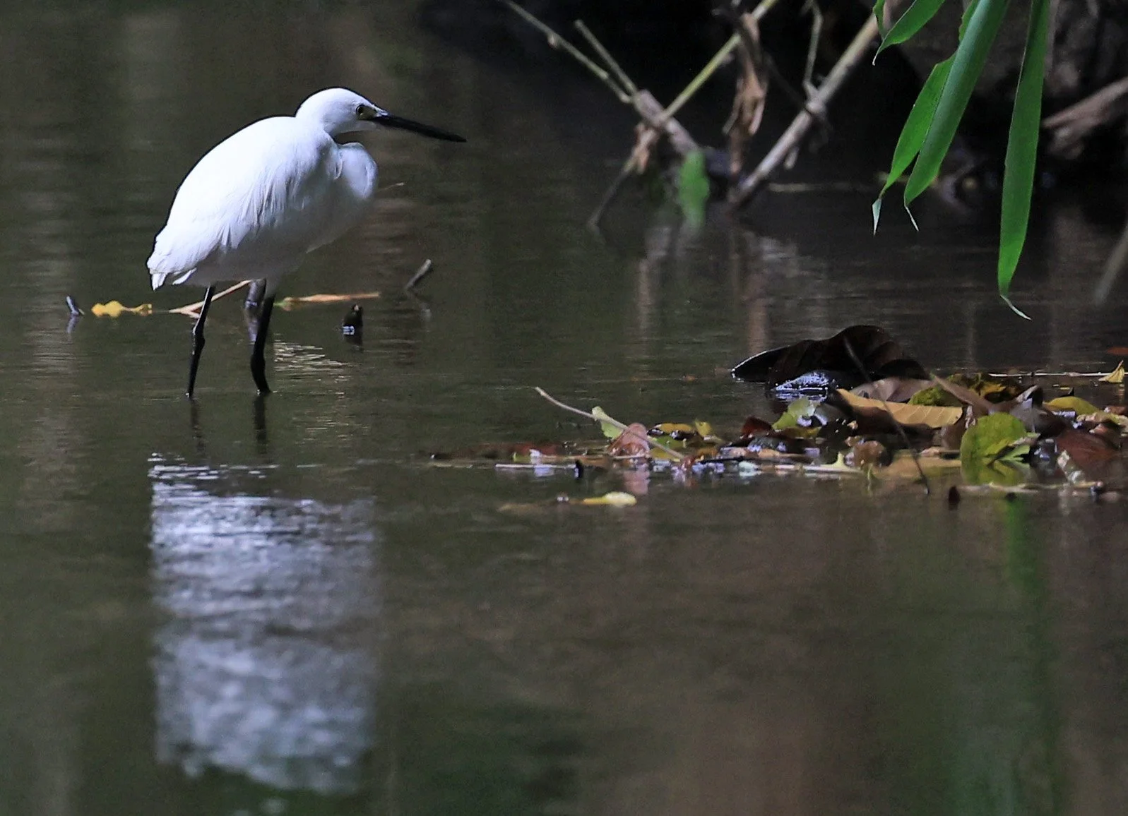 Little Egret (Egretta garzetta) Kaeng Krachan National Park ESS Expedition 2026 (2).jpg
