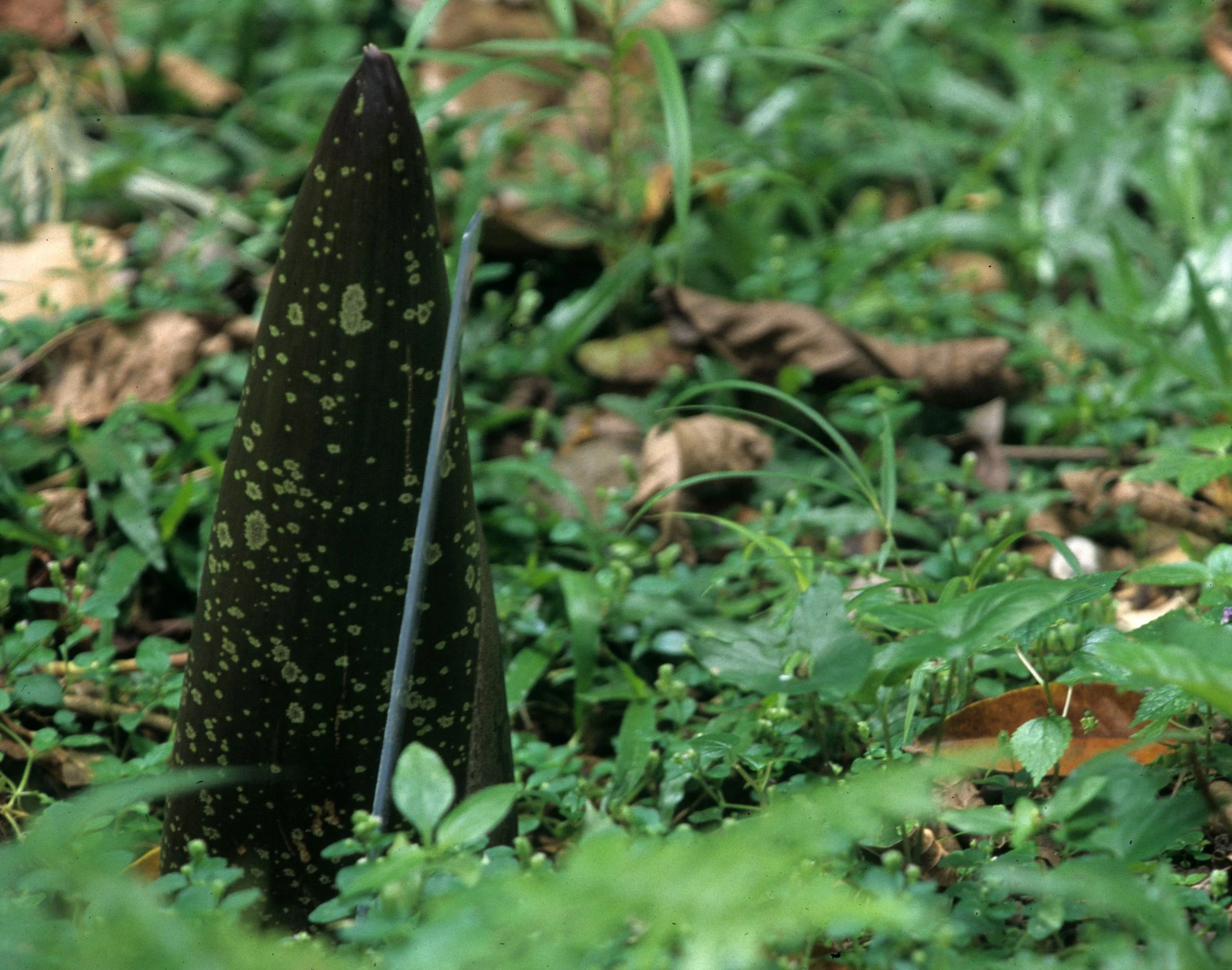 RAFFLESIA SPECIES - JAVA.jpg