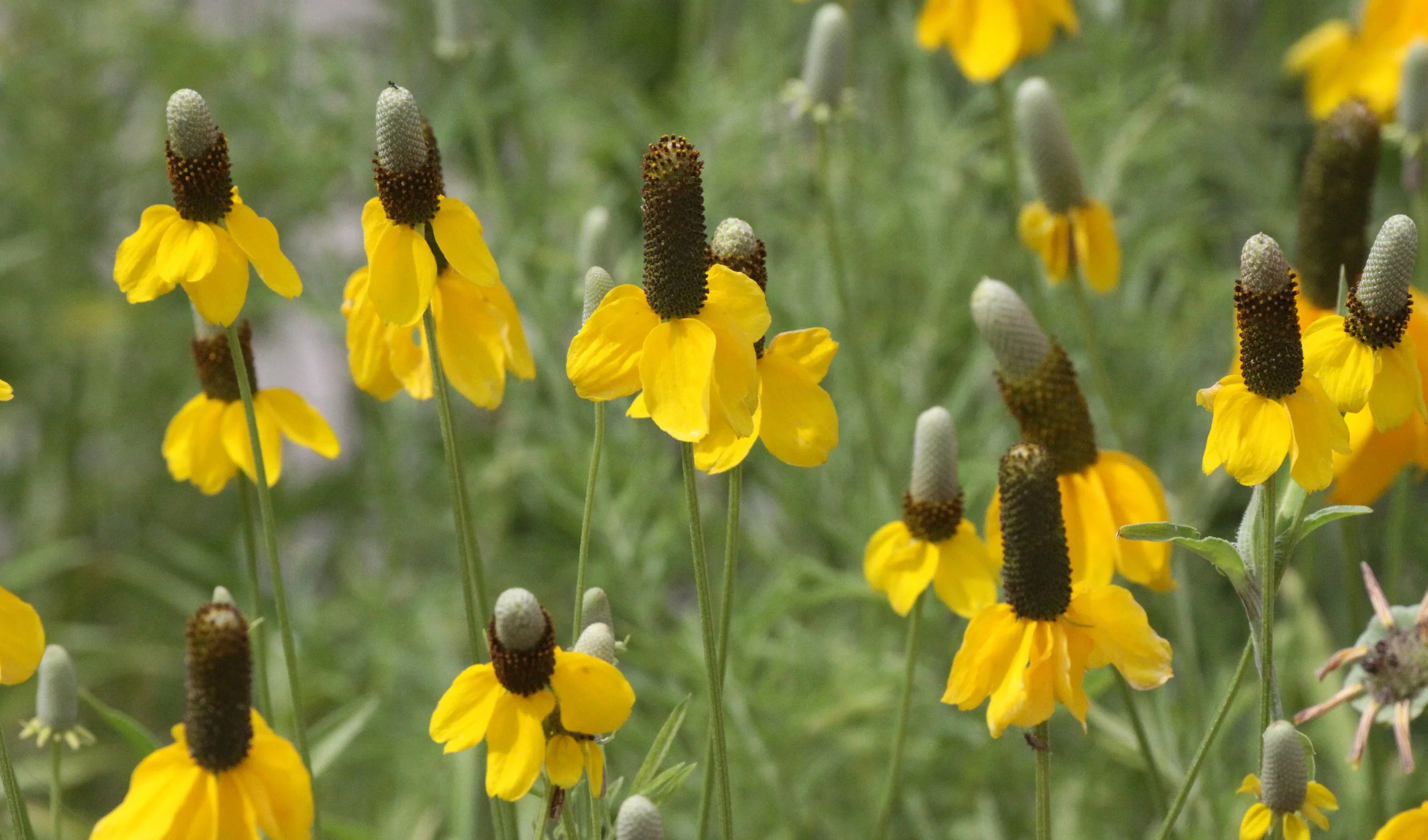 PLANT - SPECIES UNIDENTIFIED - DRIPPING SPRING NEW MEXICO.JPG