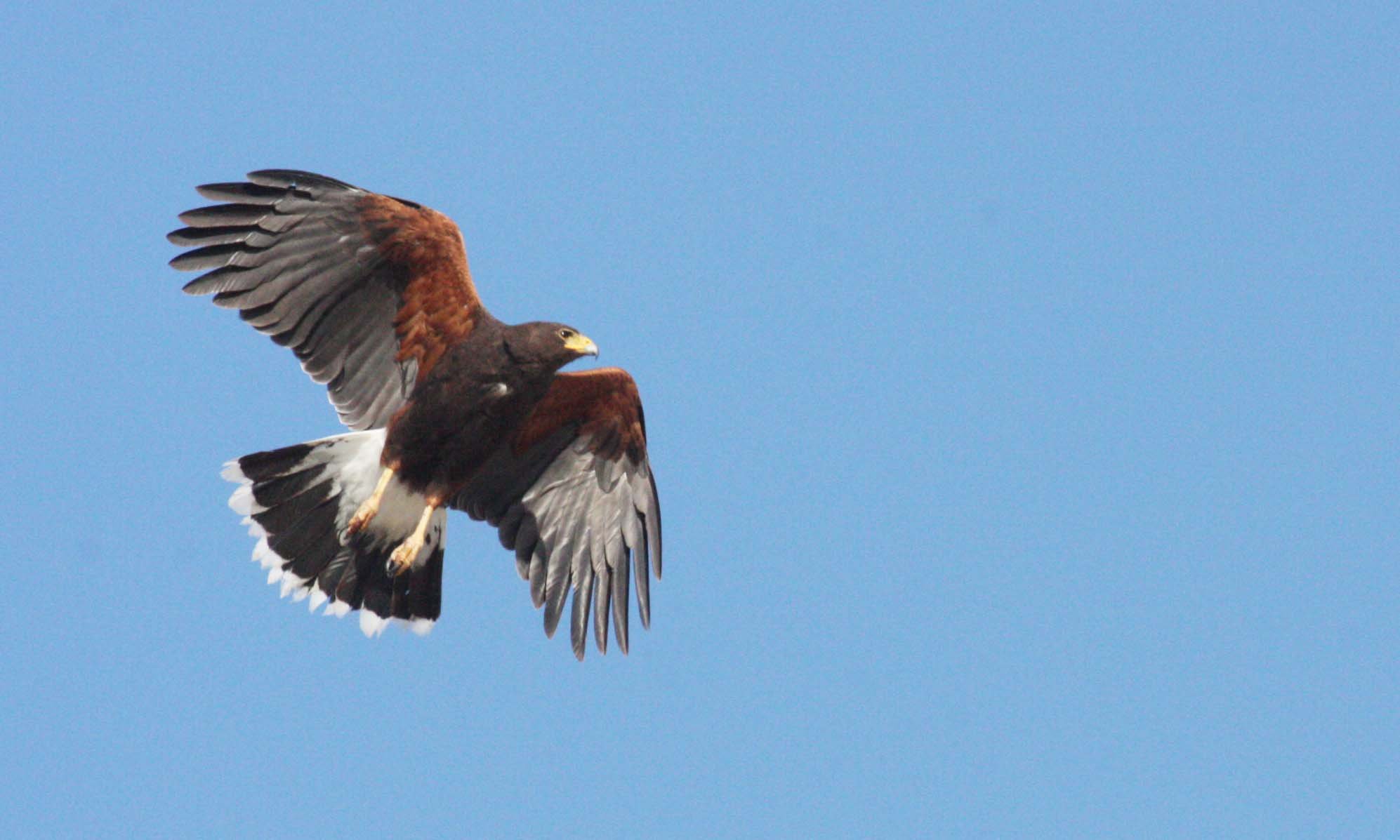 Parabuteo unicinctus - HARRIS'S HAWK - OJO DE LIEBRE LAGOON BAJA MEXICO (8).JPG