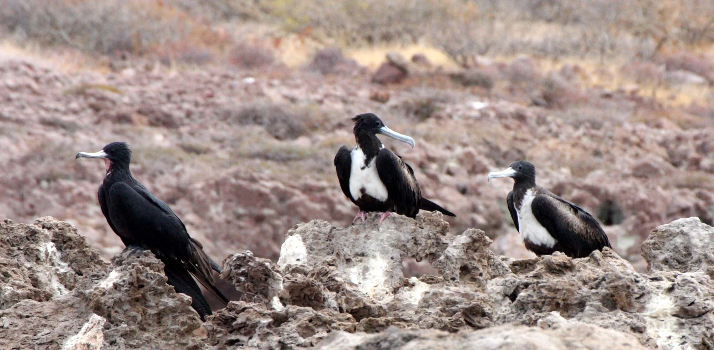 Magnificent Frigatebird (Fregata magnificens) Montserrat Island, Baja Mexico (5).JPG