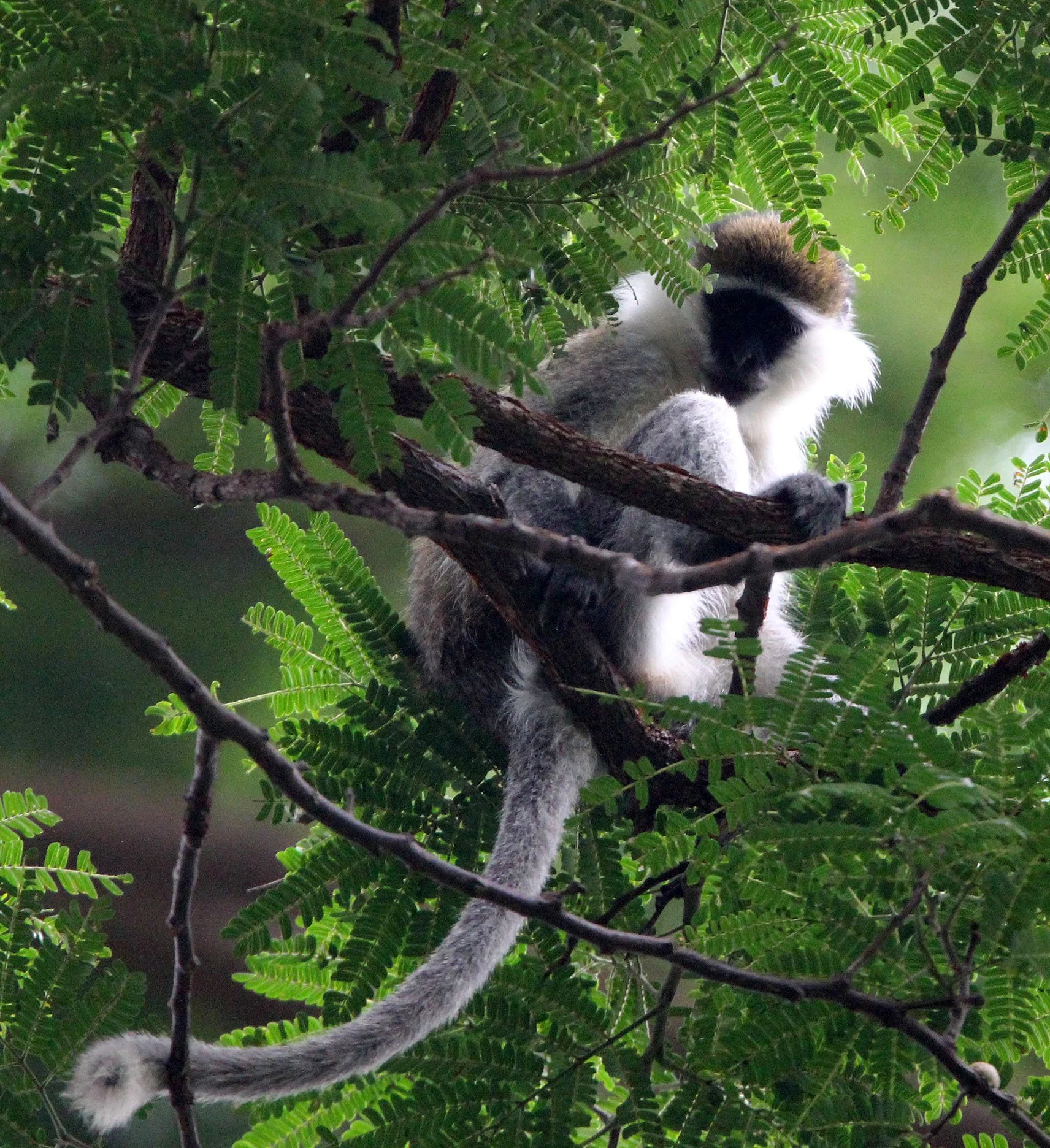 CERCOPITHECIDAE - Chlorocebus aethiops - GRIVET MONKEY - LANGANO LAKE ETHIOPIA (87).JPG