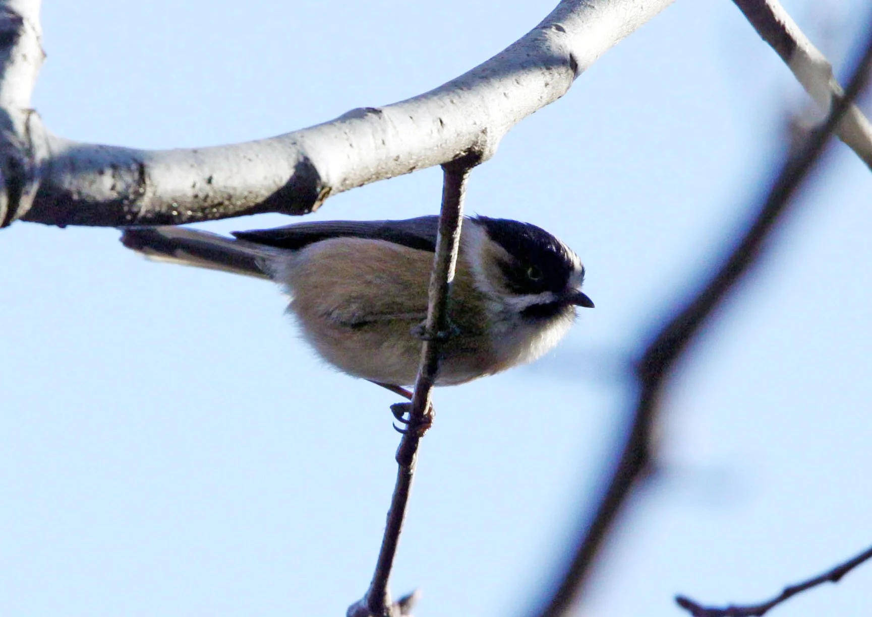 Black-browed Bushtit (Aegithalos bonvaloti) Lijiang Hightlands, Yunnan China (1).JPG