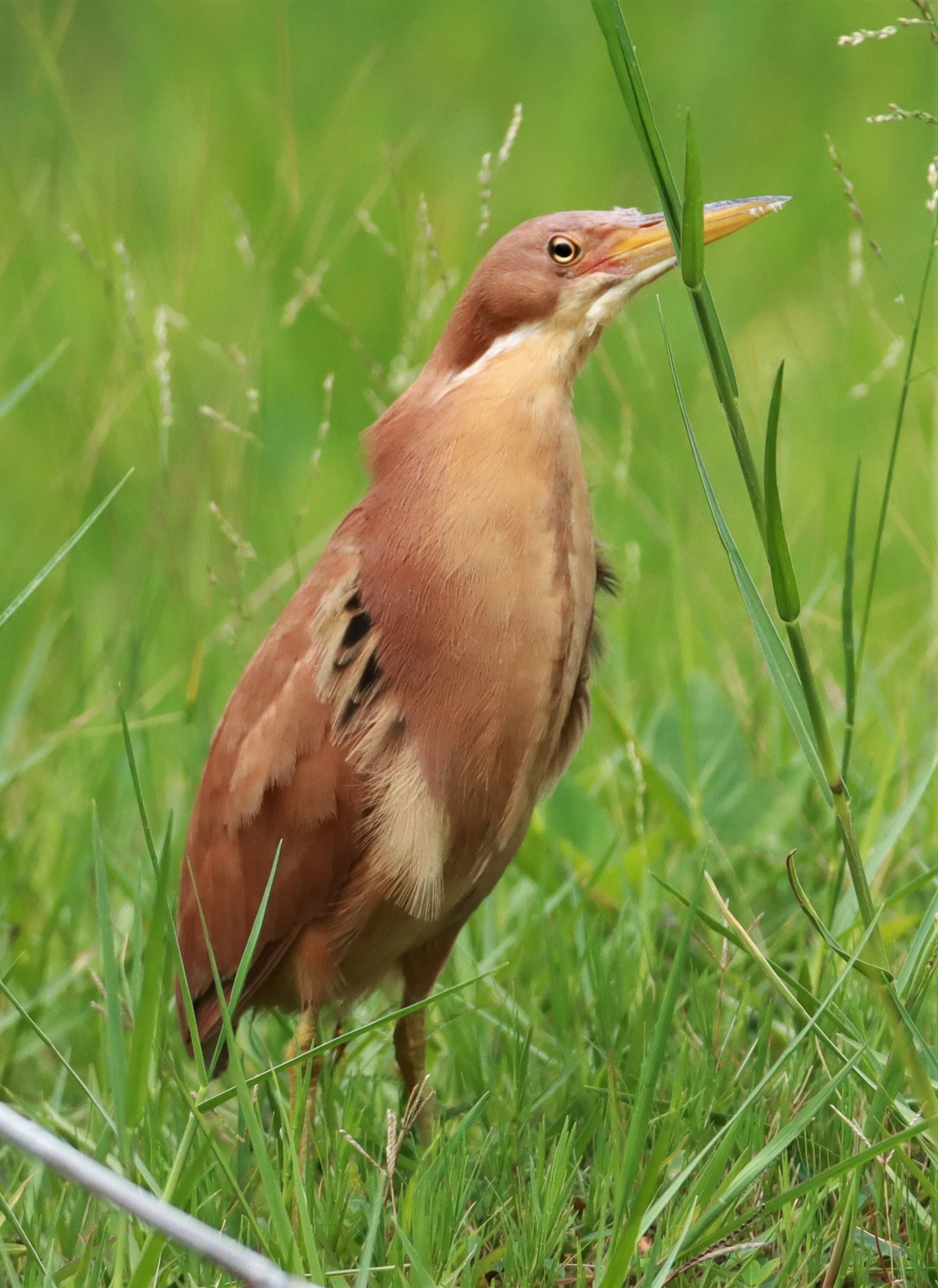 BITTERN - CINNAMON BITTERN (CHESTNUT BITTERN) - Ixobrychus cinnamomeus - BURIRAM HUAI CHORAKHE MAK (62).jpg