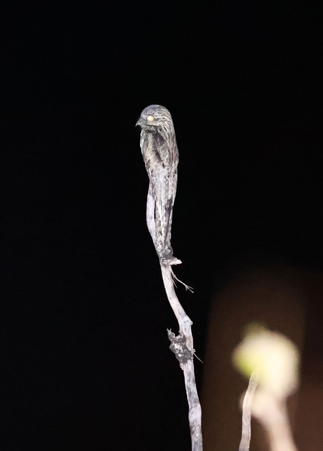 Potoo - Common Potoo - Nyctibius griseus - Emas National Park, Goias State, Brazil (2).jpg