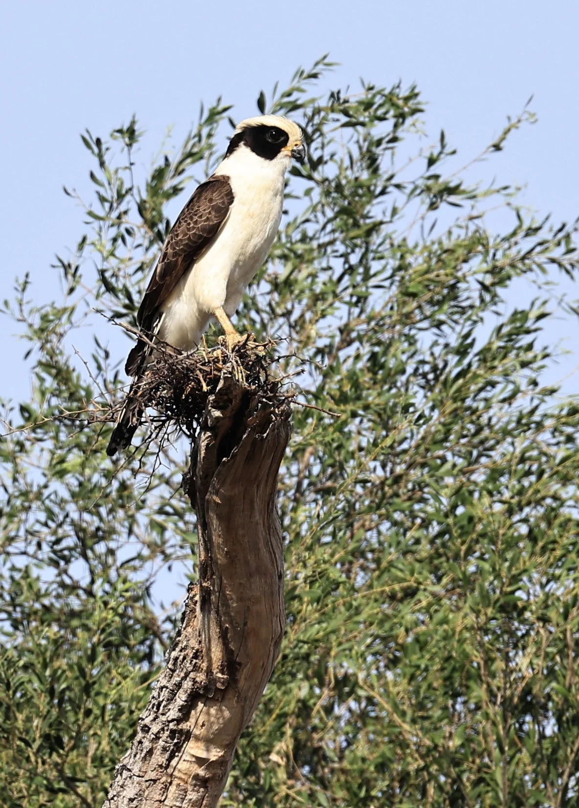 Laughing Falcon (Herpetotheres cachinnans) Reserva Natural Canada el Carmen, Paraguay (8).jpg