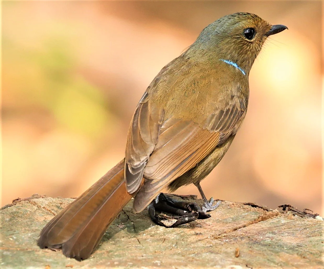 NILTAVA - LARGE NILTAVA - Niltava grandis - DOI DOI ANG KHANG CHIANG MAI FEB 2022 (70).jpg