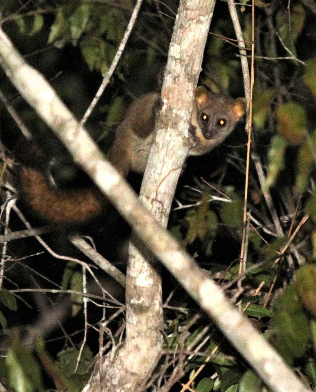 CHEIROGALEIDAE - Mirza coquereili - COQUEREL'S MOUSE LEMUR - KIRINDY NATIONAL PARK - MADAGASCAR aa1.jpg