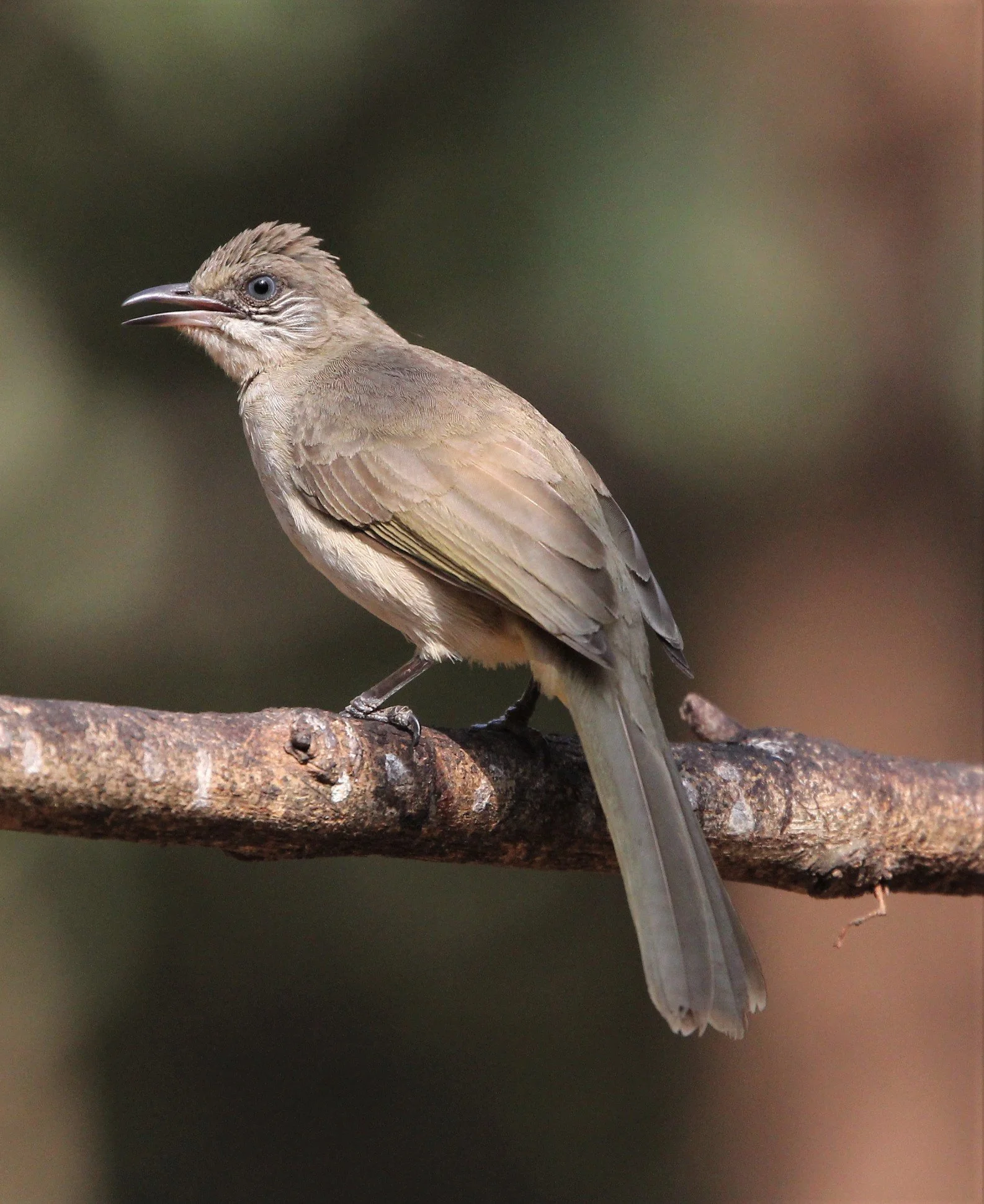 BULBUL - STREAK-EARED BULBUL - Pycnonotus blanfordi - KAENG KRACHAN, BAAN SONG NOK HIDE (4).jpg