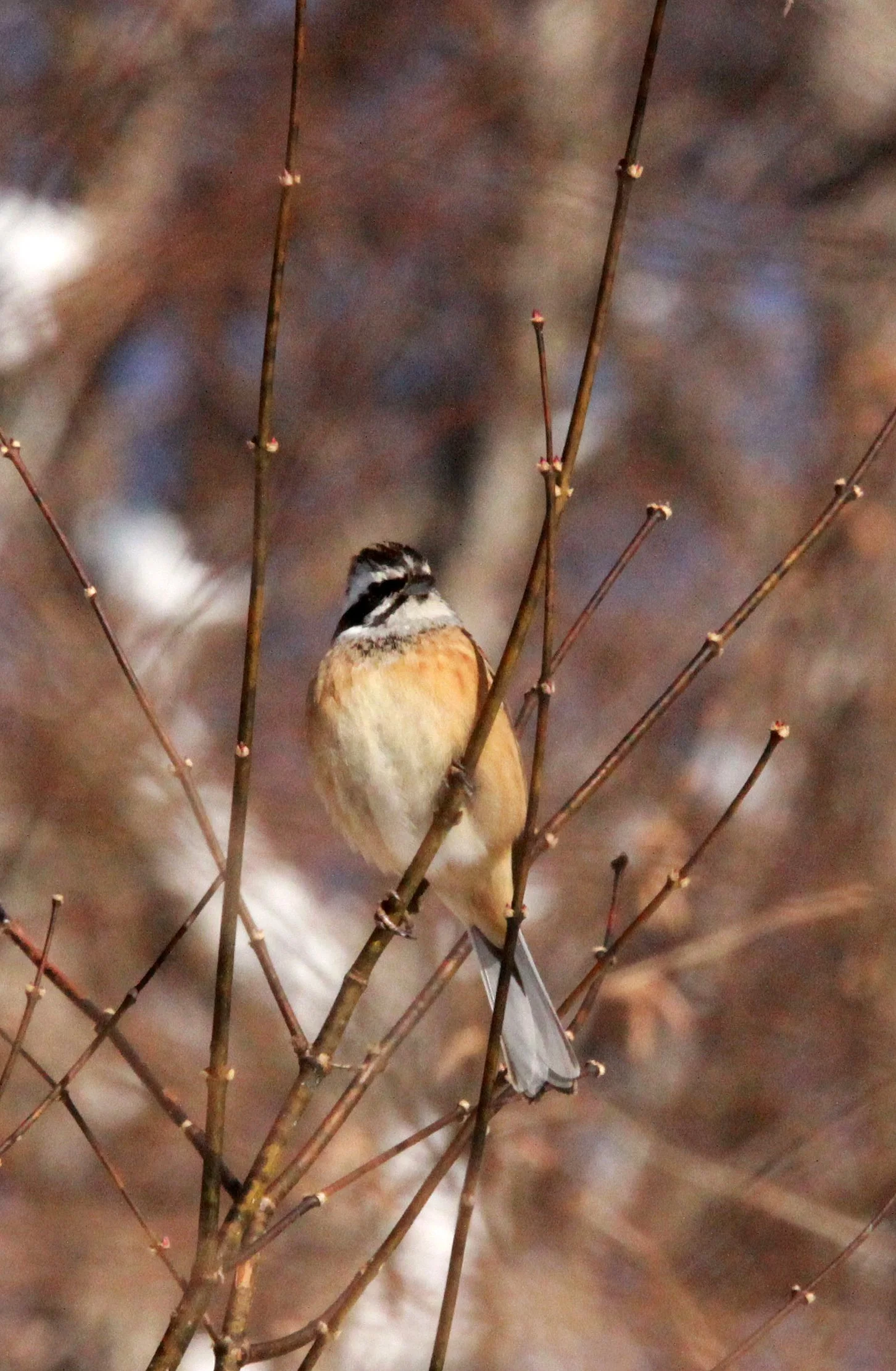 Rustic Bunting (Emberiza rustica) Shiobutsu Onsen Karuizawa Japan (4).JPG