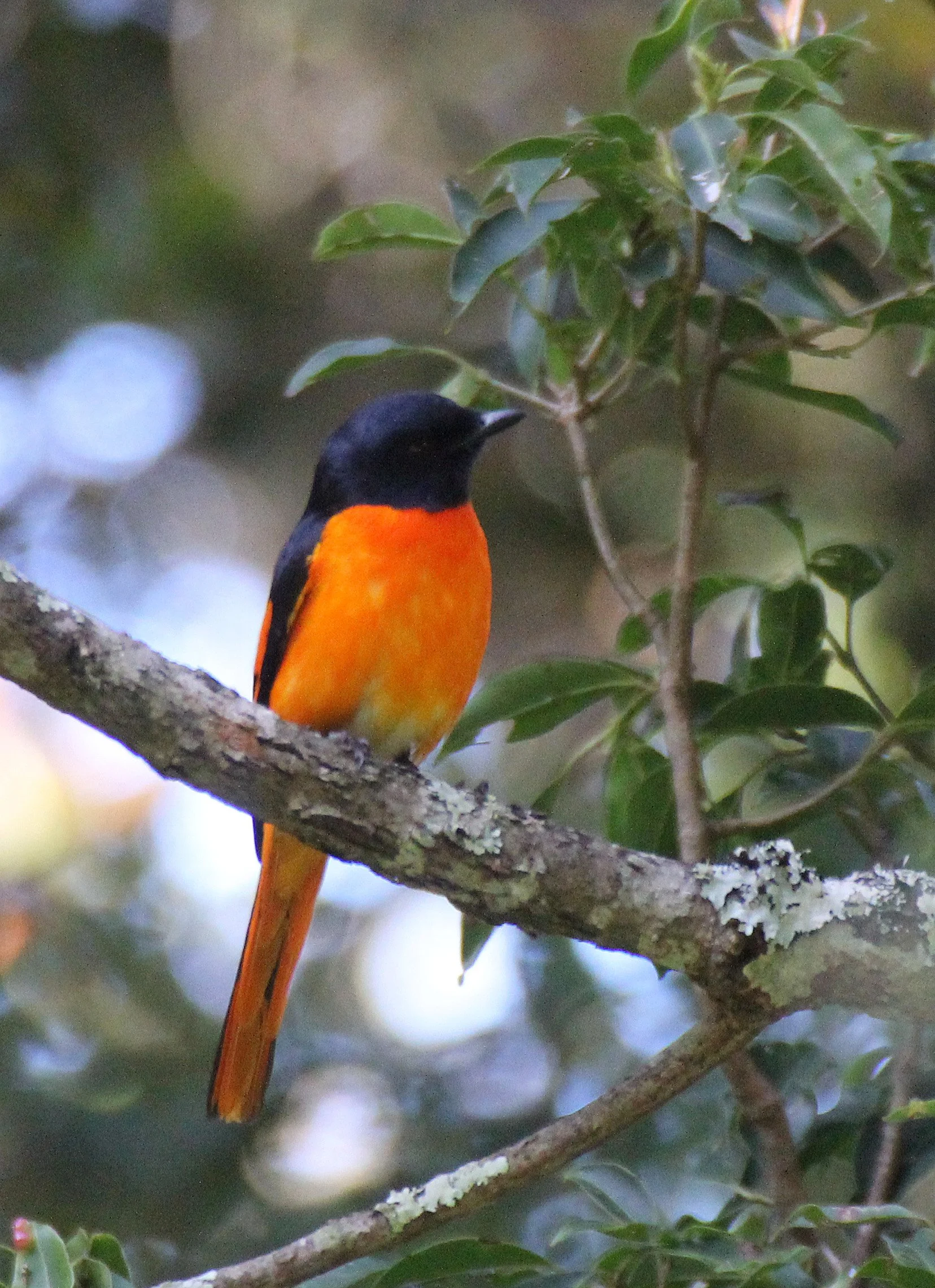 Orange Minivet (Pericrocotus flammeus) Pampadum Shola NP Kerala India (5).JPG
