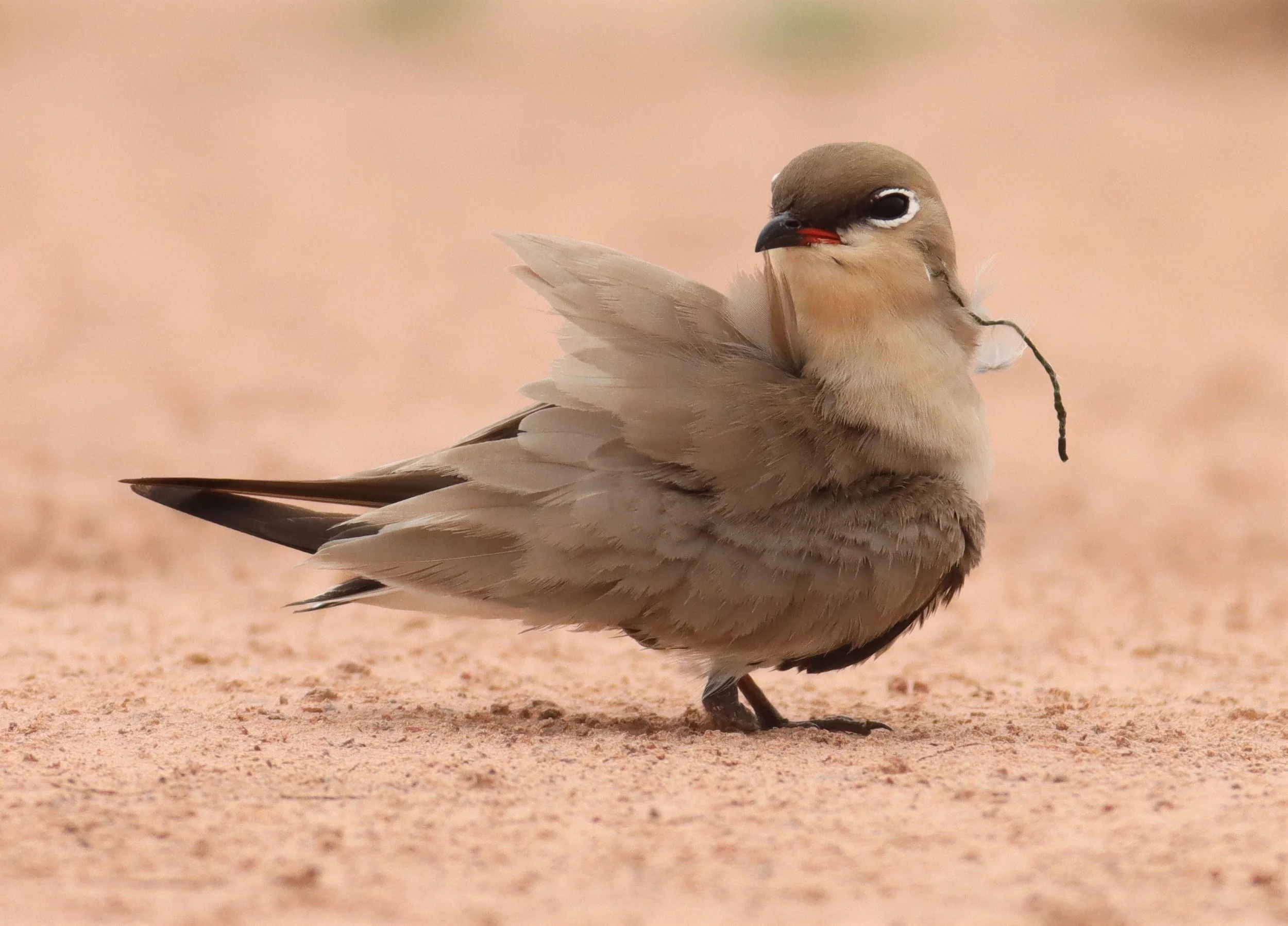 PRATINCOLE - SMALL PRATINCOLE - Glareola lactea - KABIN BURI WETLANDS 15KM OUT ON 304 (74).jpg