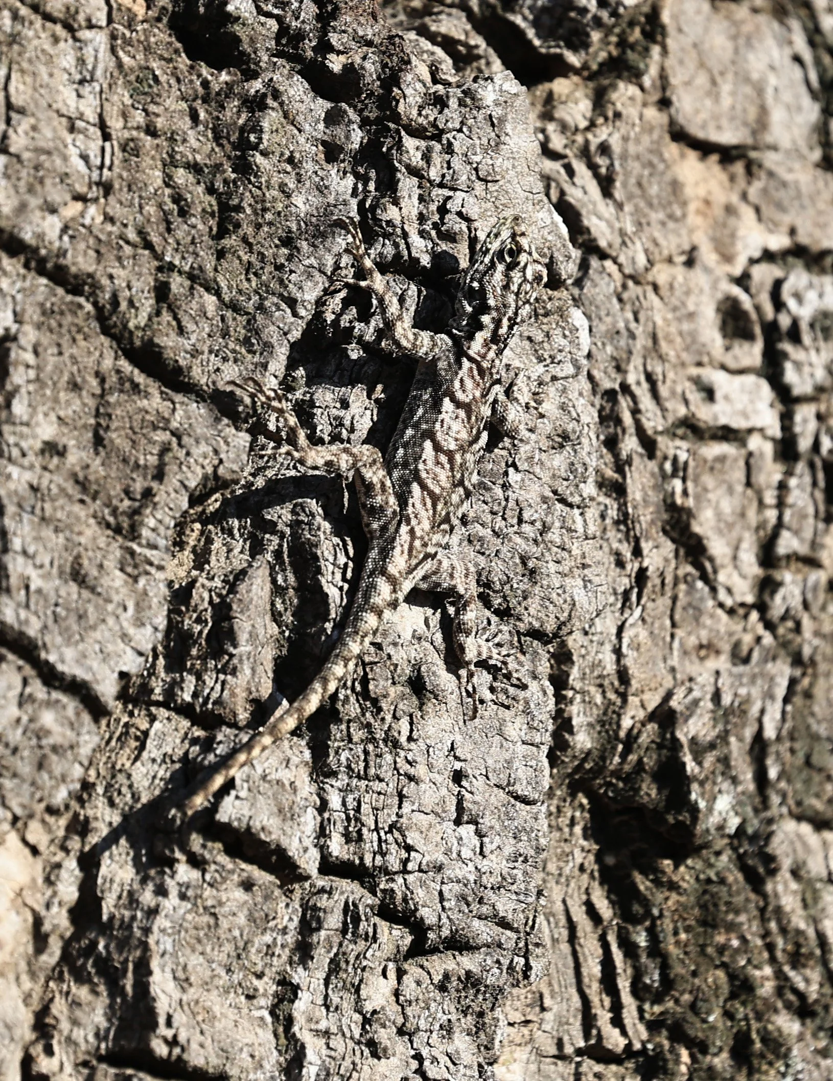 Spiny Lava Lizard (Tropidurus spinulosus) Fortin Toledo Paraguay (8).jpg