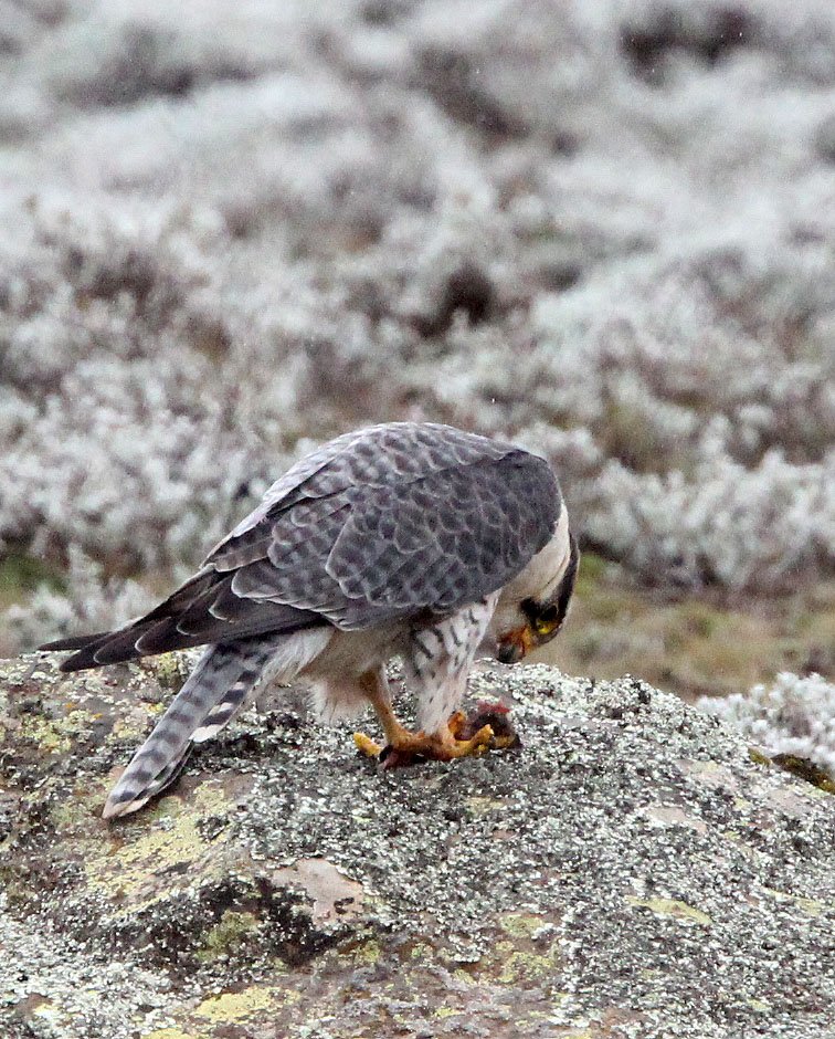 Falco biarmicus - LANNER FALCON - BALE MOUNTAINS NATIONAL PARK ETHIOPIA (29).JPG