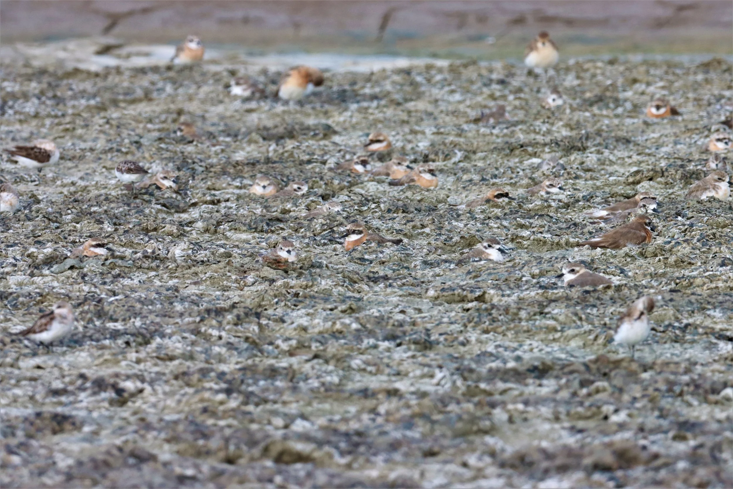 PLOVER - LESSER SAND PLOVER - Charadrius mongolus - Salt pans west of Bang Pakong River (34).jpg