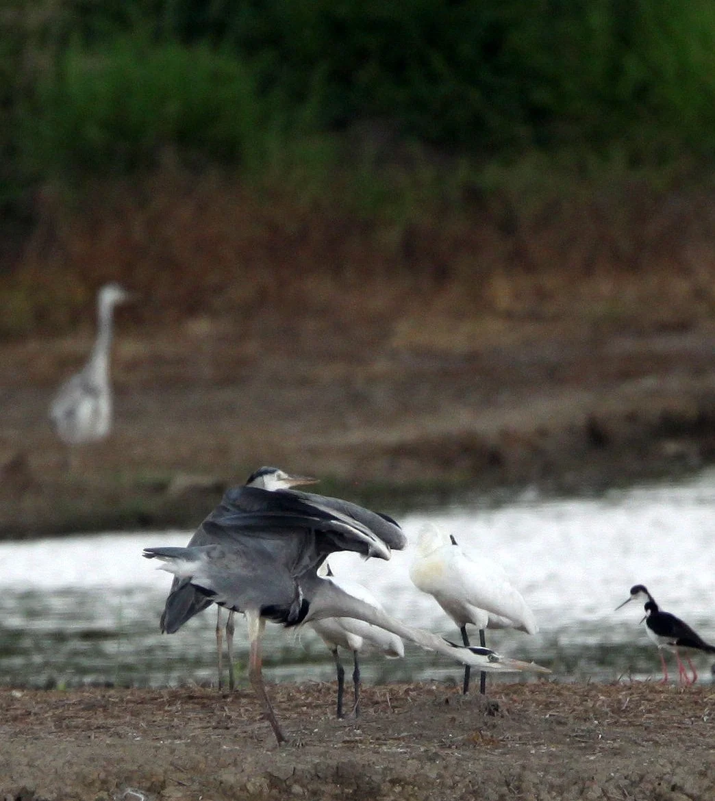 SPOONBILL - BLACK-FACED SPOONBILL - Platalea minor - MAI PO WETLANDS HONG KONG (18).JPG