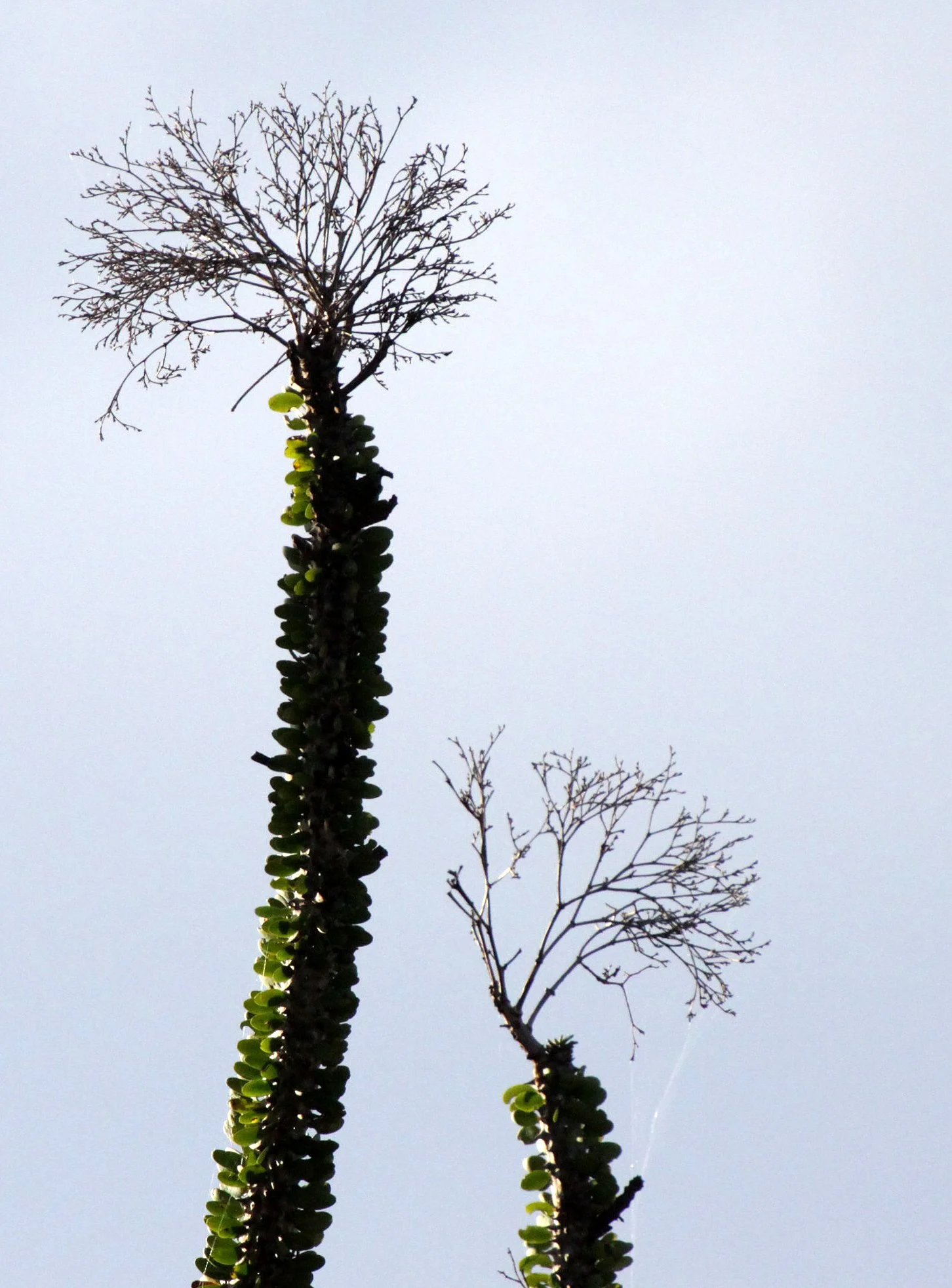 PLANT - ALLUAUDIA PROCERA - DIDIERACEAE -ANDOHAHELA NATIONAL PARK MADAGASCAR (8).JPG