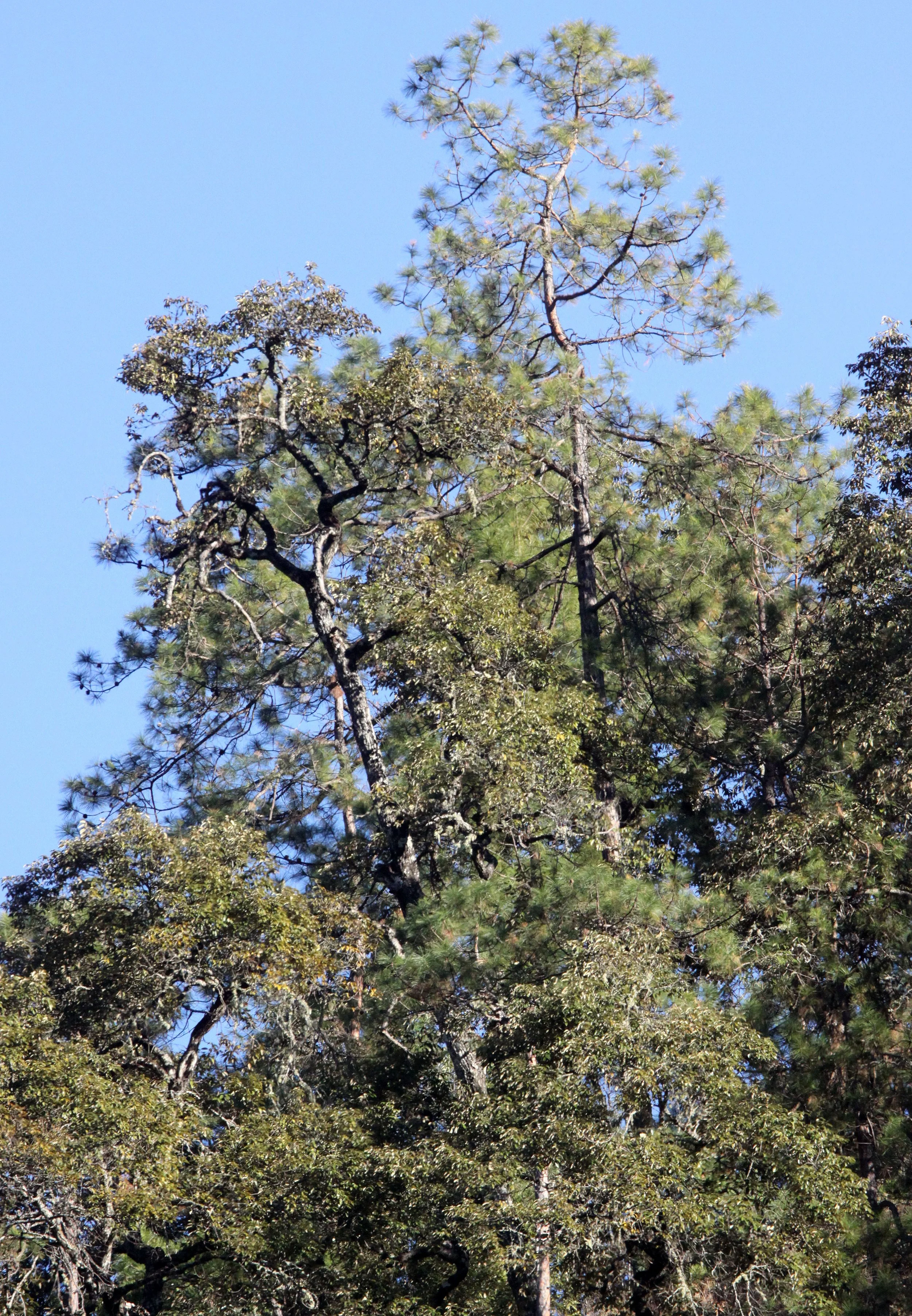 YUNNAN - BAIMA SNOW MOUNTAIN NATIONAL PARK - WOODLANDS (7).JPG