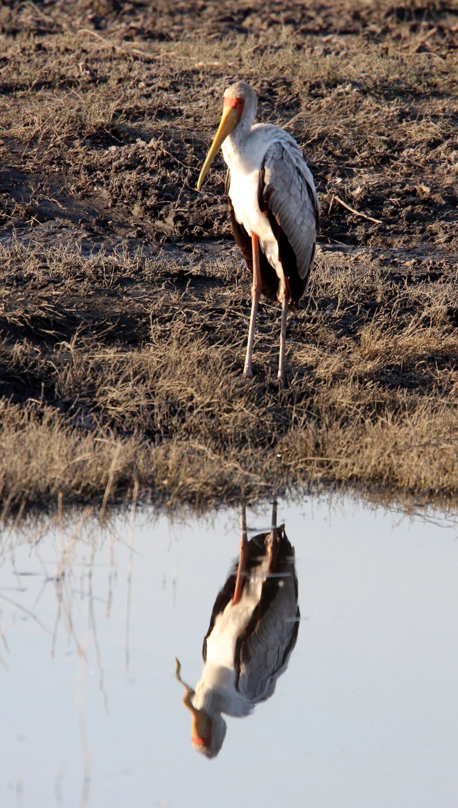 STORK - YELLOW-BILLED STORK - Mycteria ibis - CHOBE NATIONAL PARK BOTSWANA (7).JPG