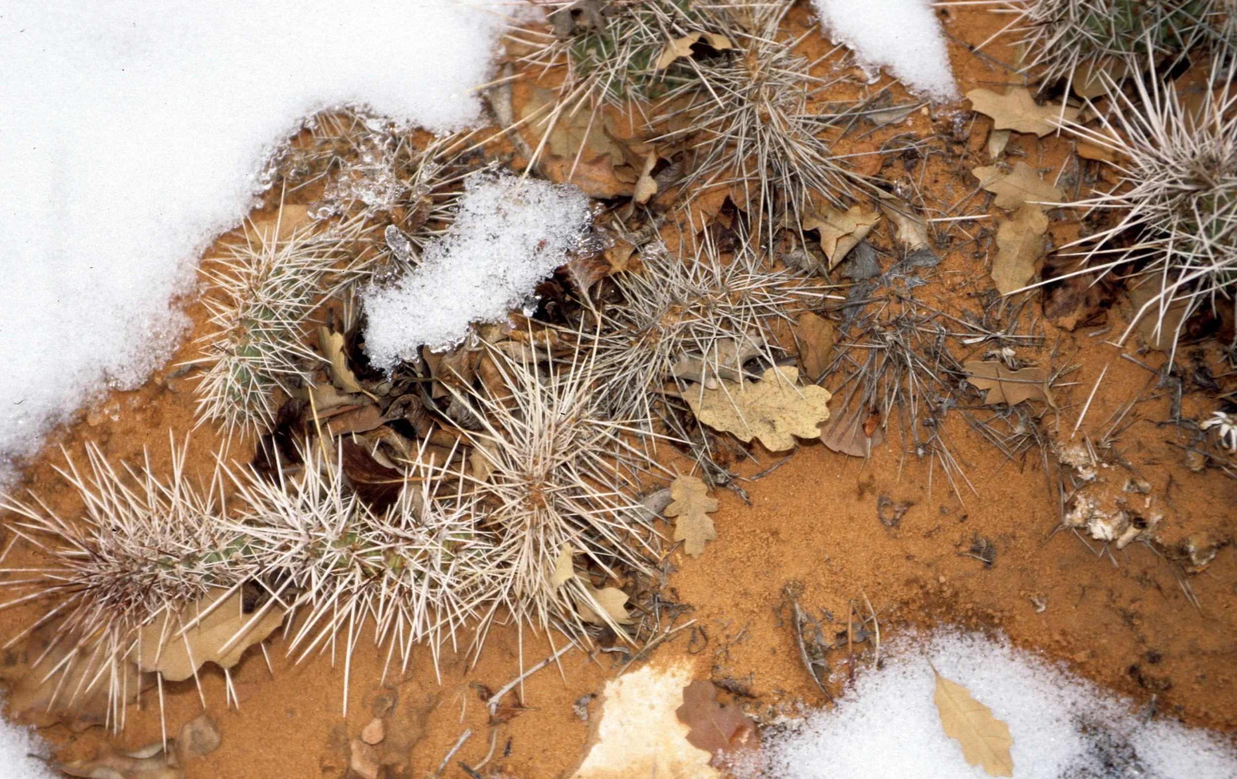 UTAH - ARCHES NP - OPUNTIA SPECIES - BEAVERTAIL CACTUS.jpg