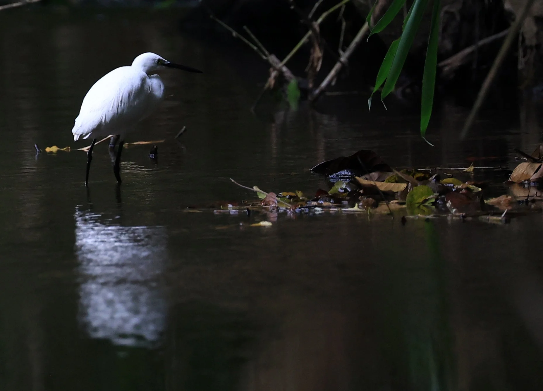 Little Egret (Egretta garzetta) Kaeng Krachan National Park ESS Expedition 2026 (3).jpg