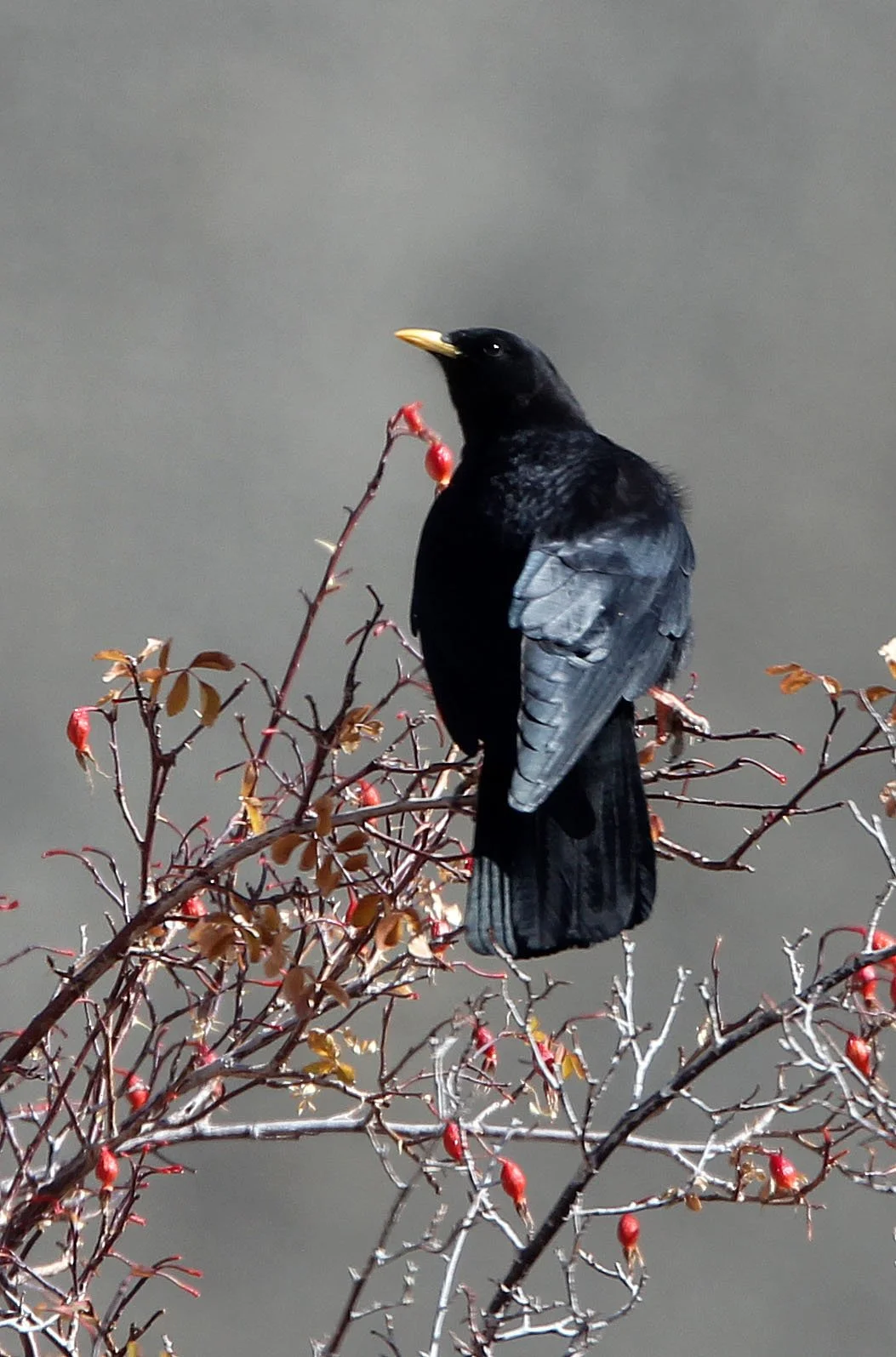 Yellow-billed Chough (Pyrrhocorax graculus) Hemis NP, Ladakh India