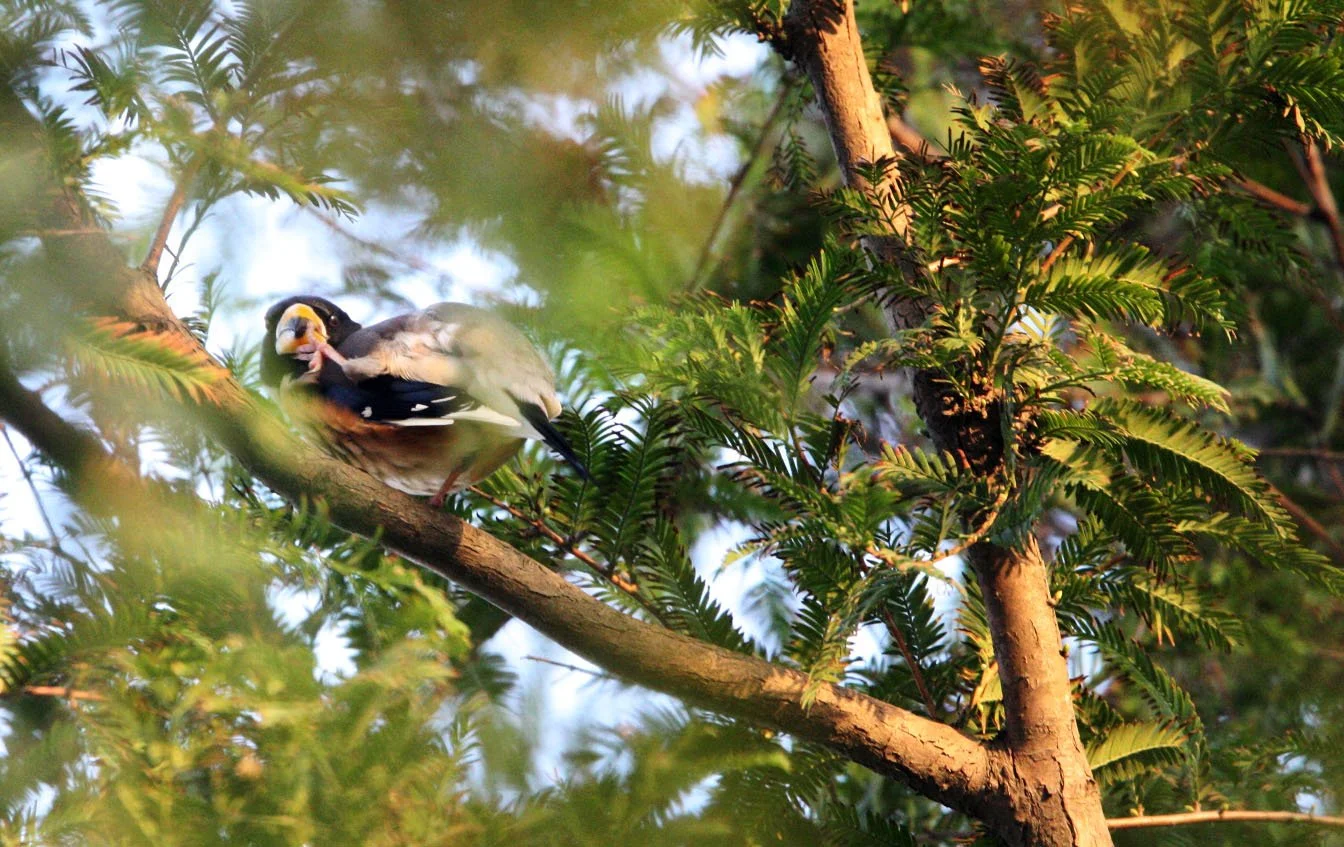 Chinese Grosbeak (Eophona migratoria) Nankou Rudong China (11).JPG
