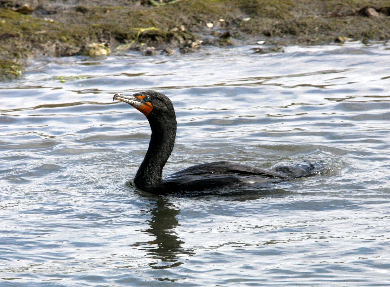 Nannopterum auritum - Double-crested Cormorant - Elkhorn Slough, California (17).JPG