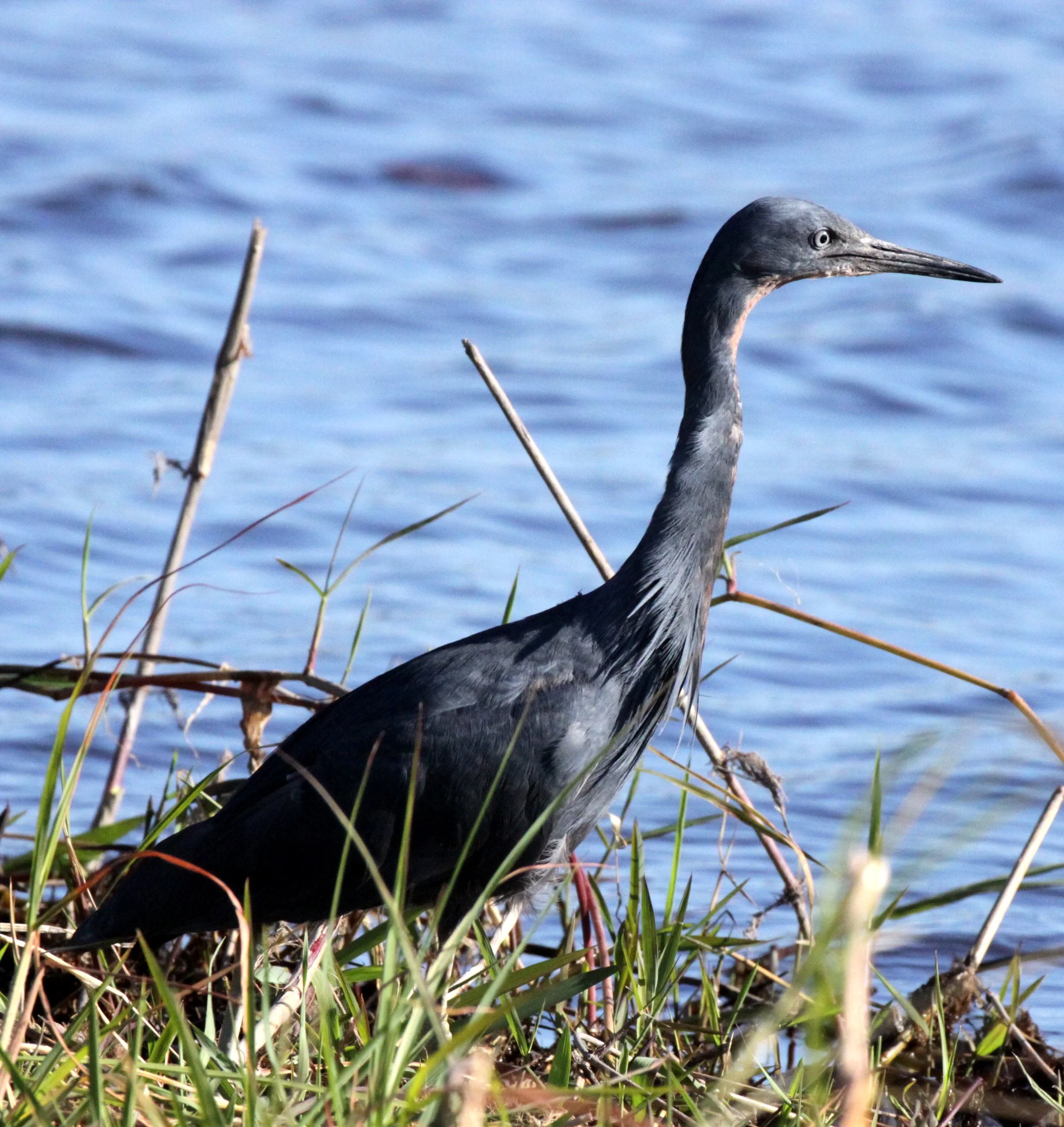 HERON - BLACK HERON (EGRET) - Egretta ardesiaca - CHOBE NATIONAL PARK BOTSWANA (19).JPG