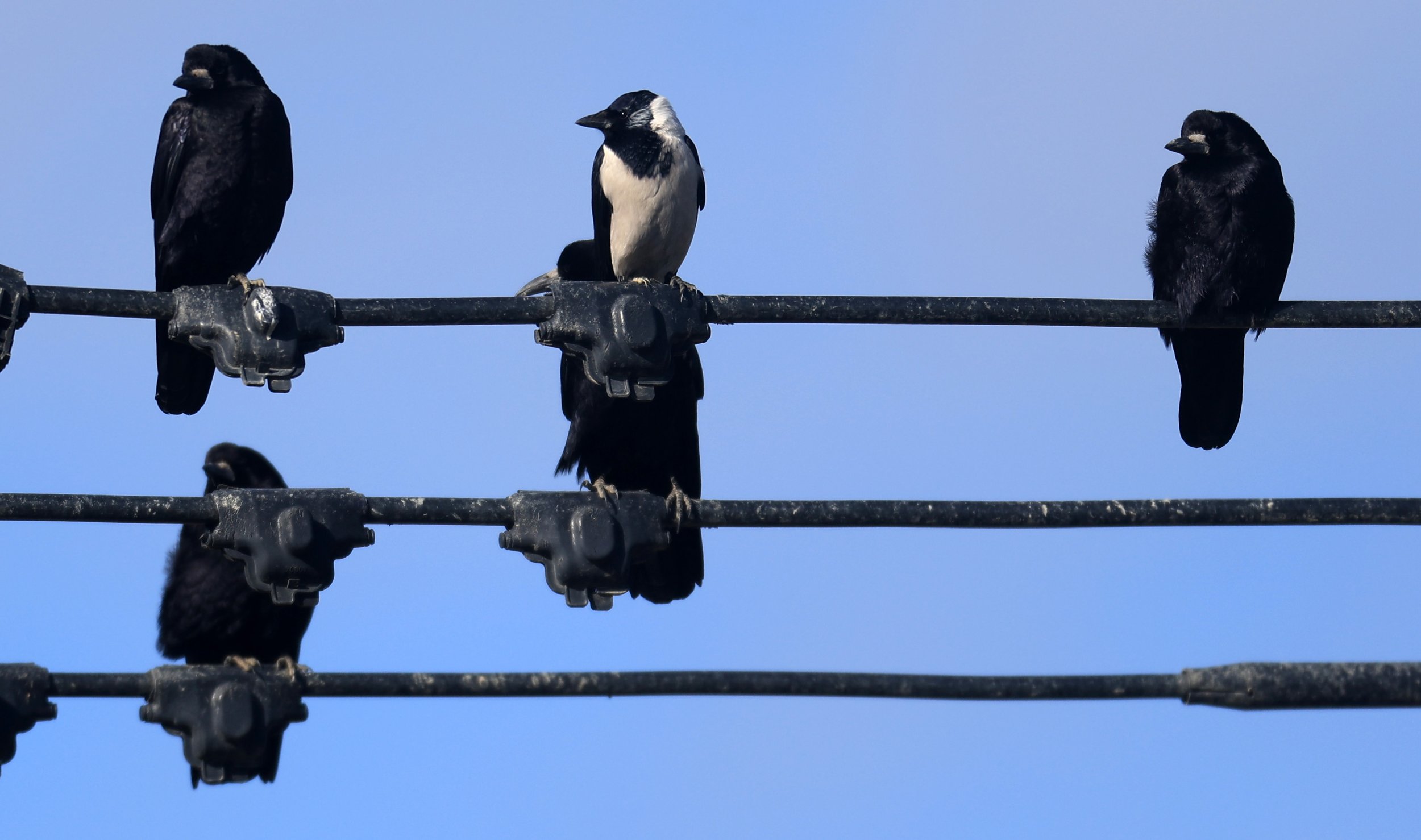 Daurian Jackdaw (Coloeus dauuricus) & Eastern Rook - Izumi Crane Center and Fields Izumi Kagoshima Japan (11).jpg