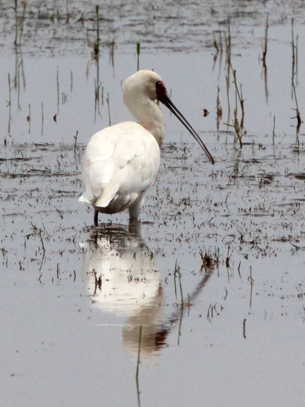 SPOONBILL - AFRICAN SPOONBILL - Platalea alba - LAKE LANGANO ETHIOPIA (10).JPG