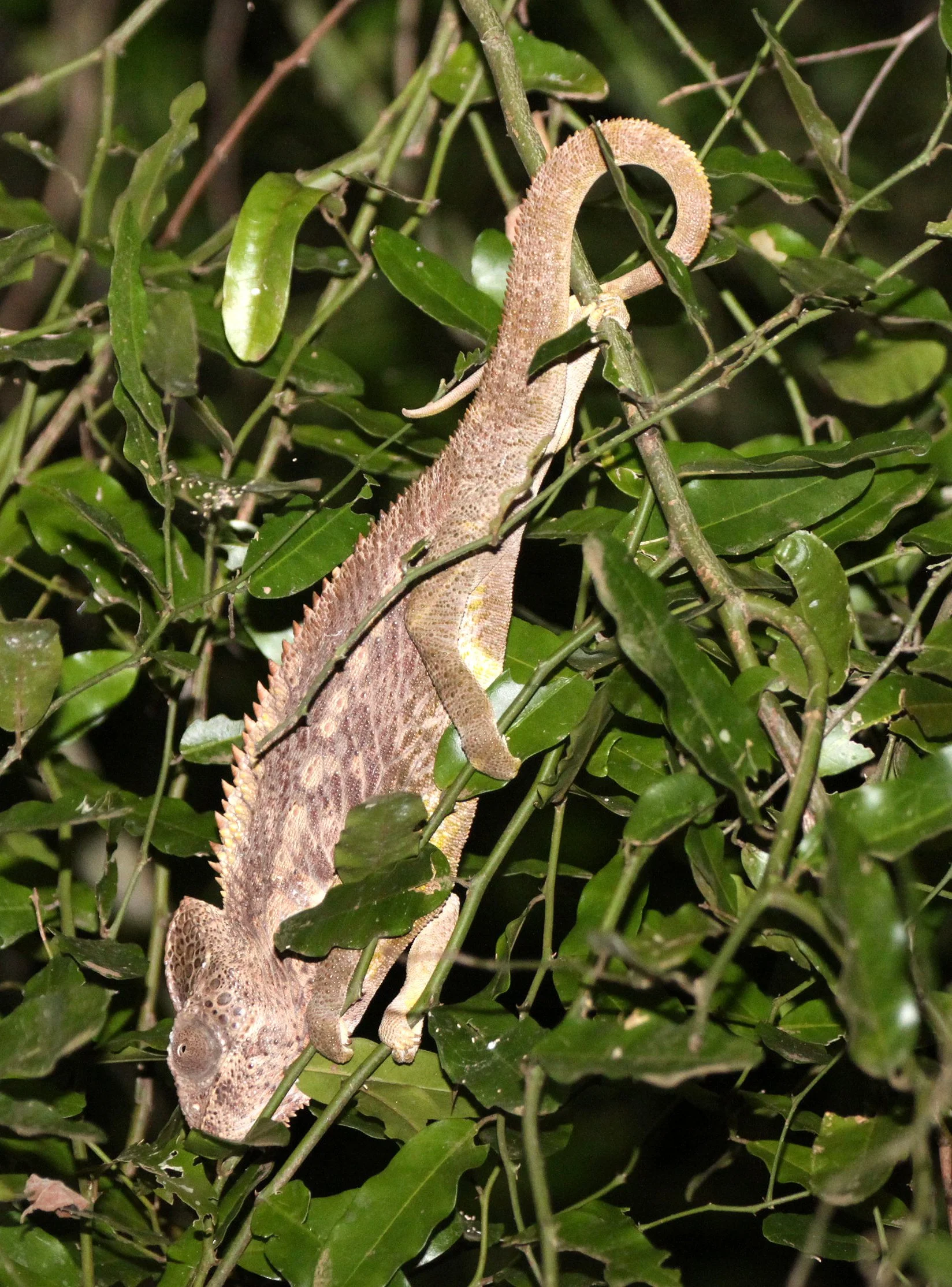 Furcifer oustaleti - GIANT MADAGASCAR OR OUSTALET'S CHAMELEON - BERENTY RESERVE MADAGASCAR (8).JPG