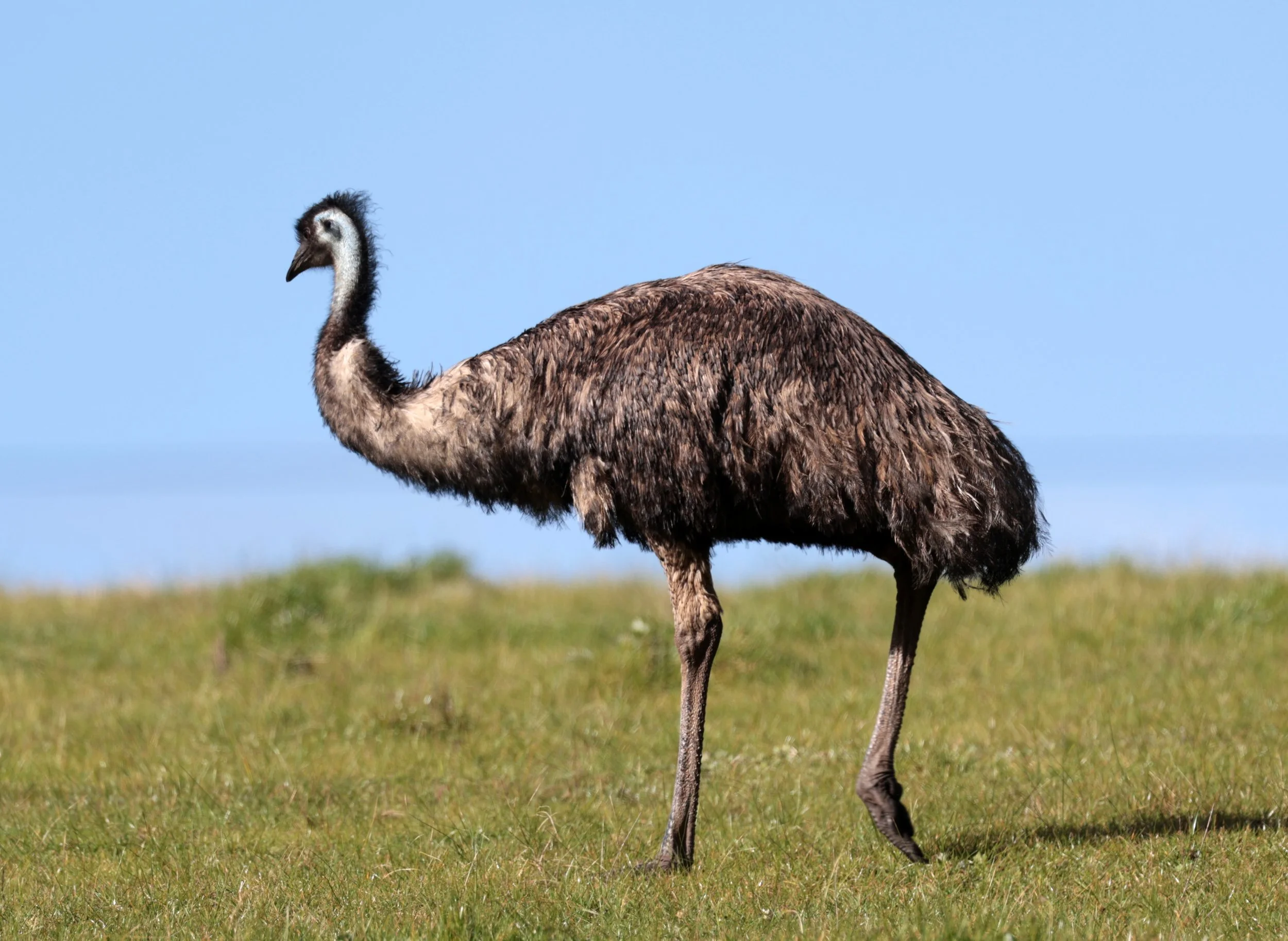 Emu (Dromaius novaehollandiae) Mt Frankland NP - Western Australia (7).jpg