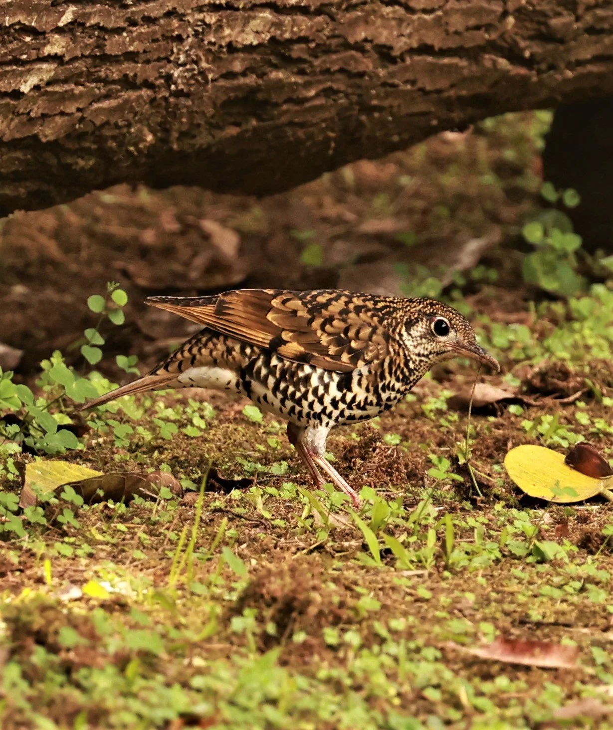 Scaly Thrush (Zoothera dauma) Doi Ang Kang Chiang Mai (48).jpg