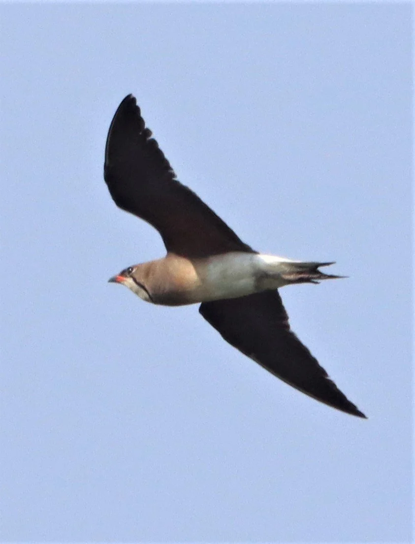 PRATINCOLE - ORIENTAL PRATINCOLE - Glaveola maldivarum -  PATHUM THANI RICE RESEARCH CENTER (14).jpg