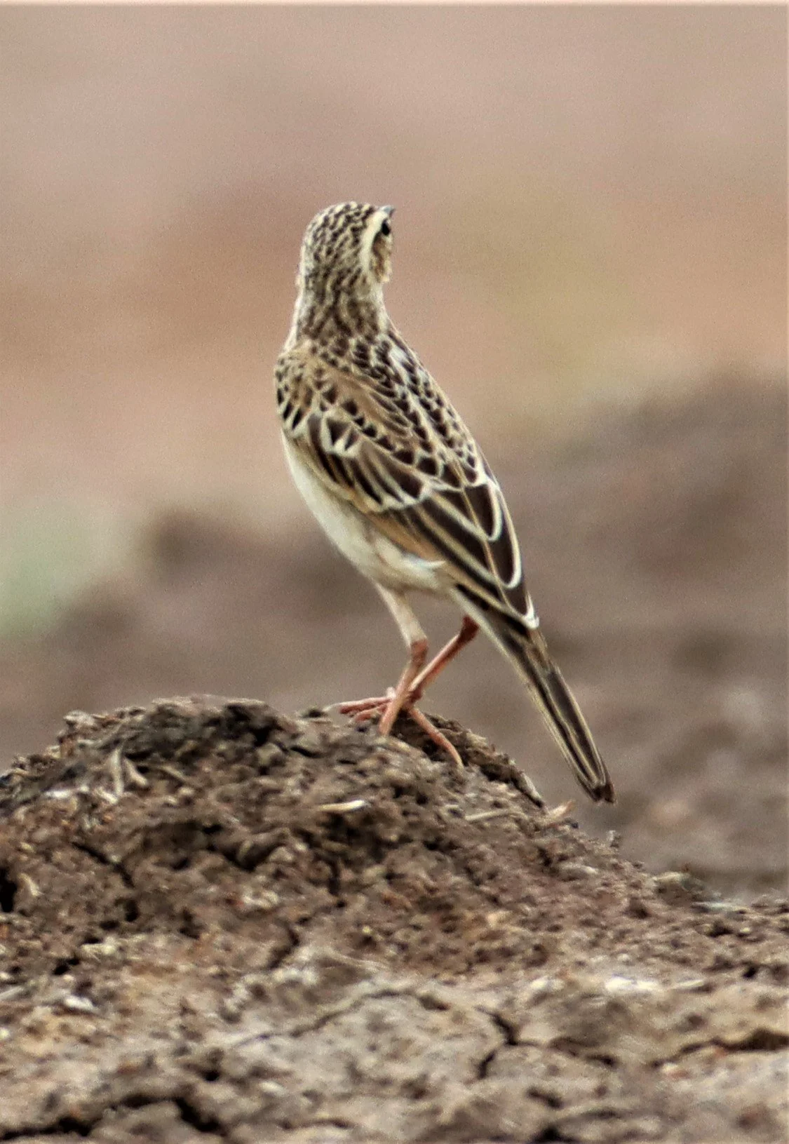 Paddyfield Pipit (Anthus rufulus) BANG KHAEM NAKHON PATHOM (8).jpg