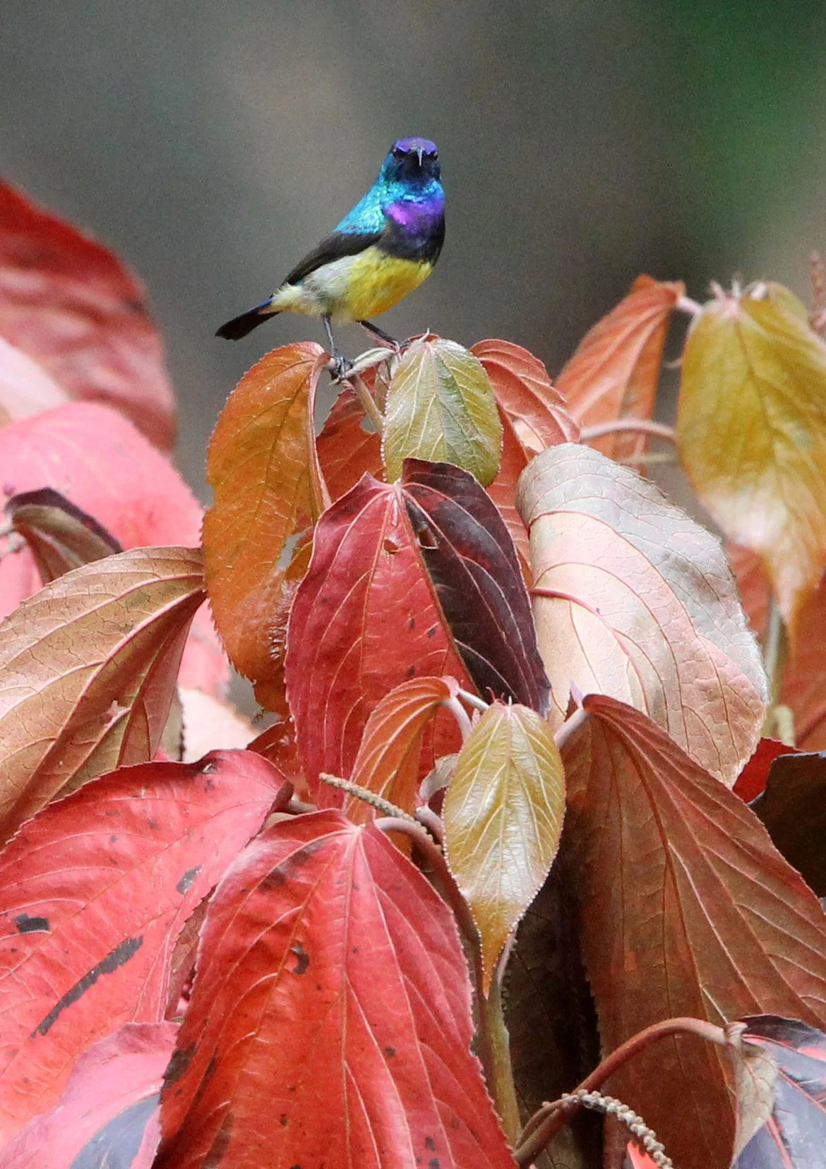 BIRD - SUNBIRD - VARIABLE SUNBIRD - ABERDERES NATIONAL PARK KENYA (1).JPG
