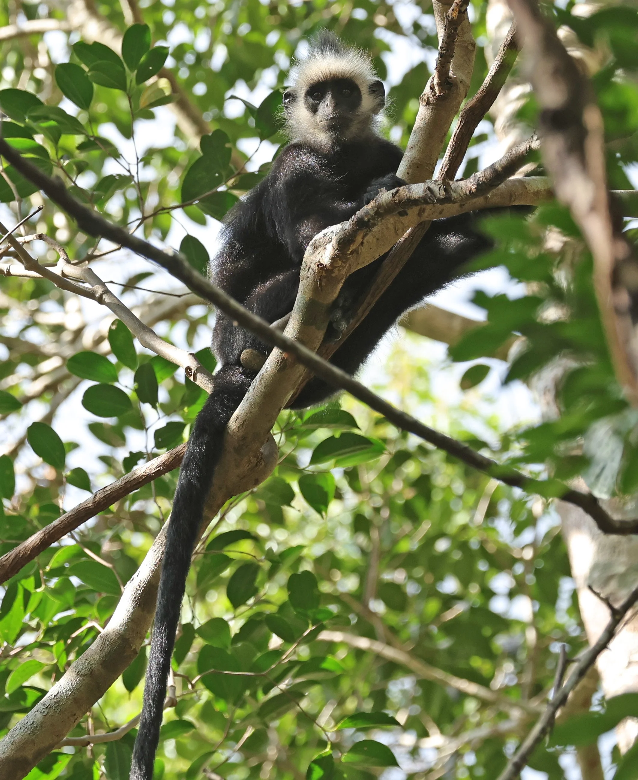 Laotian Langur or White-browed Black Langur (Trachypithecus laotum) The Rock Viewpoint, Khammouane Province Laos (110).jpg