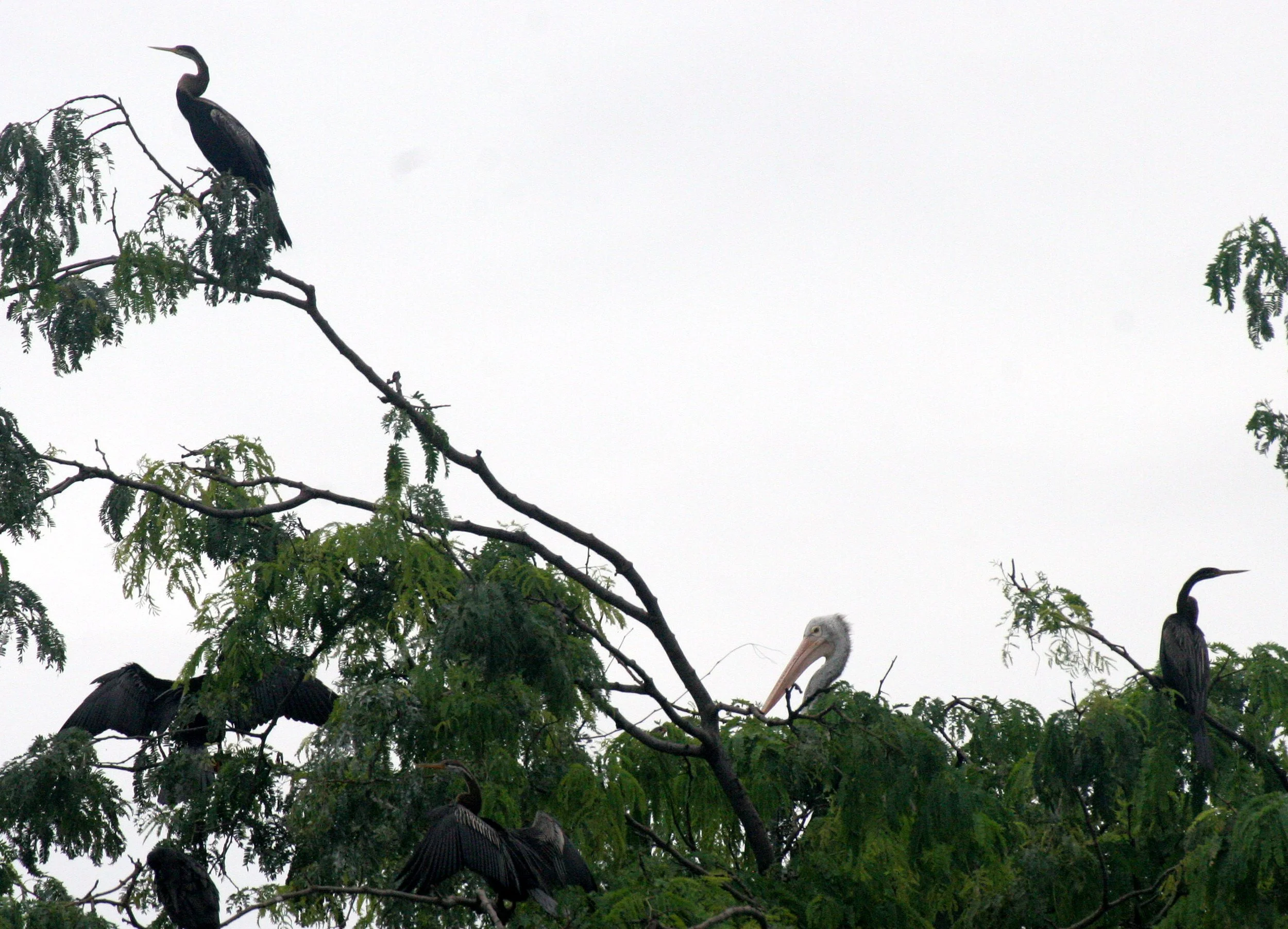 DARTER - Anhinga melanogaster - BUENG BORAPHET THAILAND (20).JPG