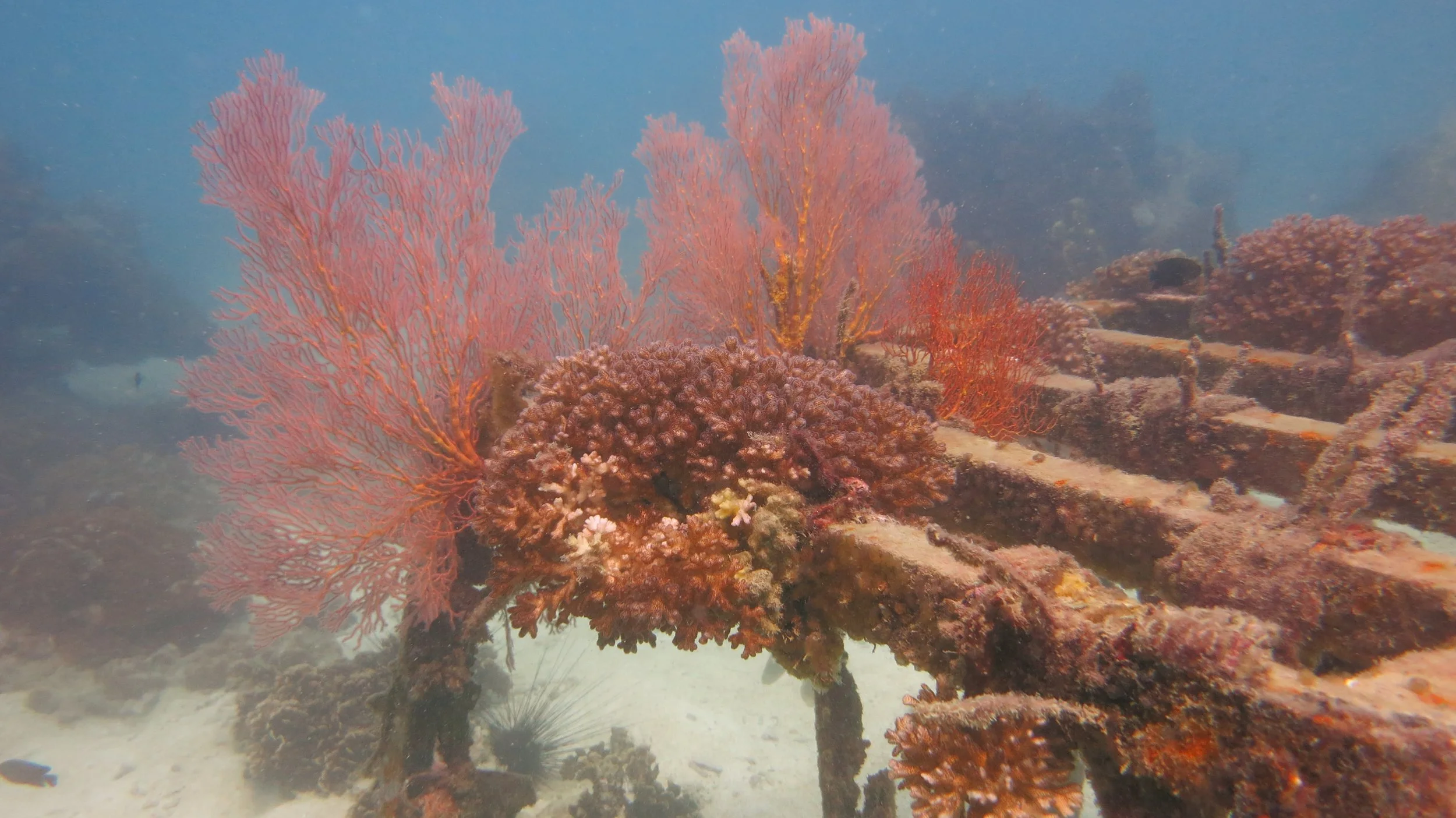2016 BPS Satthahip Dive Trip with Marine Conservation Club (44).JPG