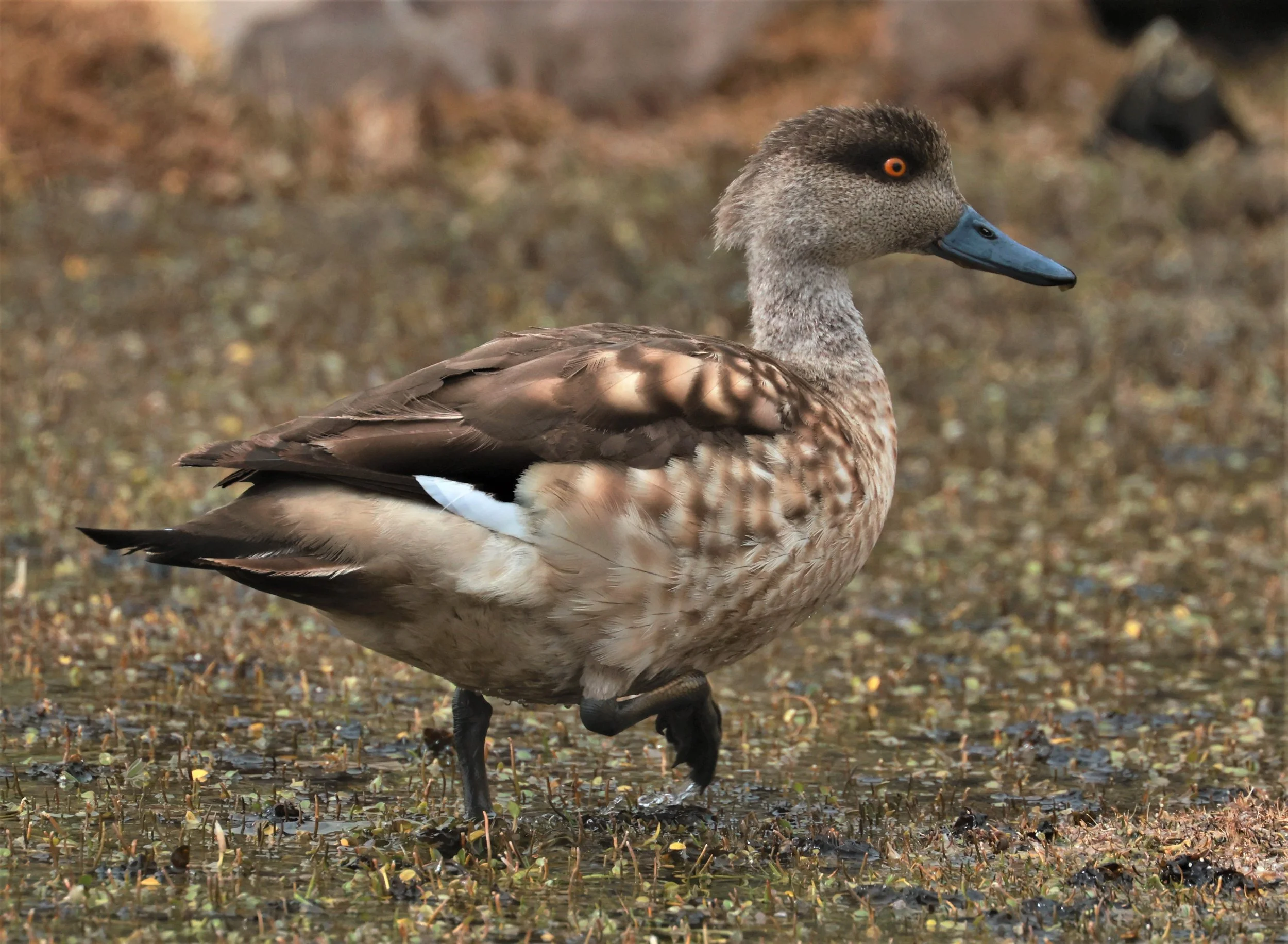 Duck - Crested Duck - Lophonetta specularioides - Lauca National Park, Chile (43).jpg