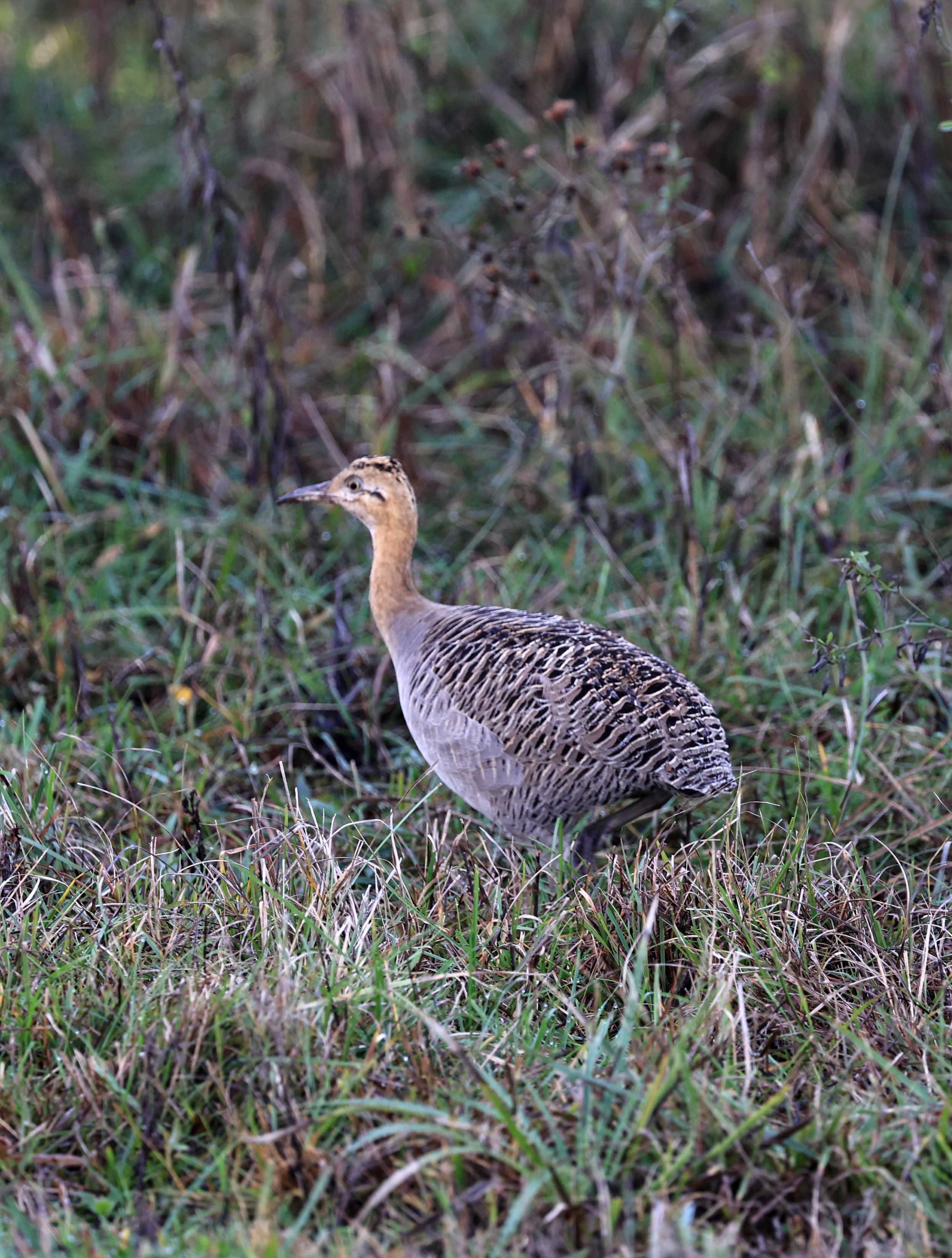 Red-winged Tinamou (Rhynchotus rufescens) El Palmar National Park, Entre Rios, Argentina (5).jpg