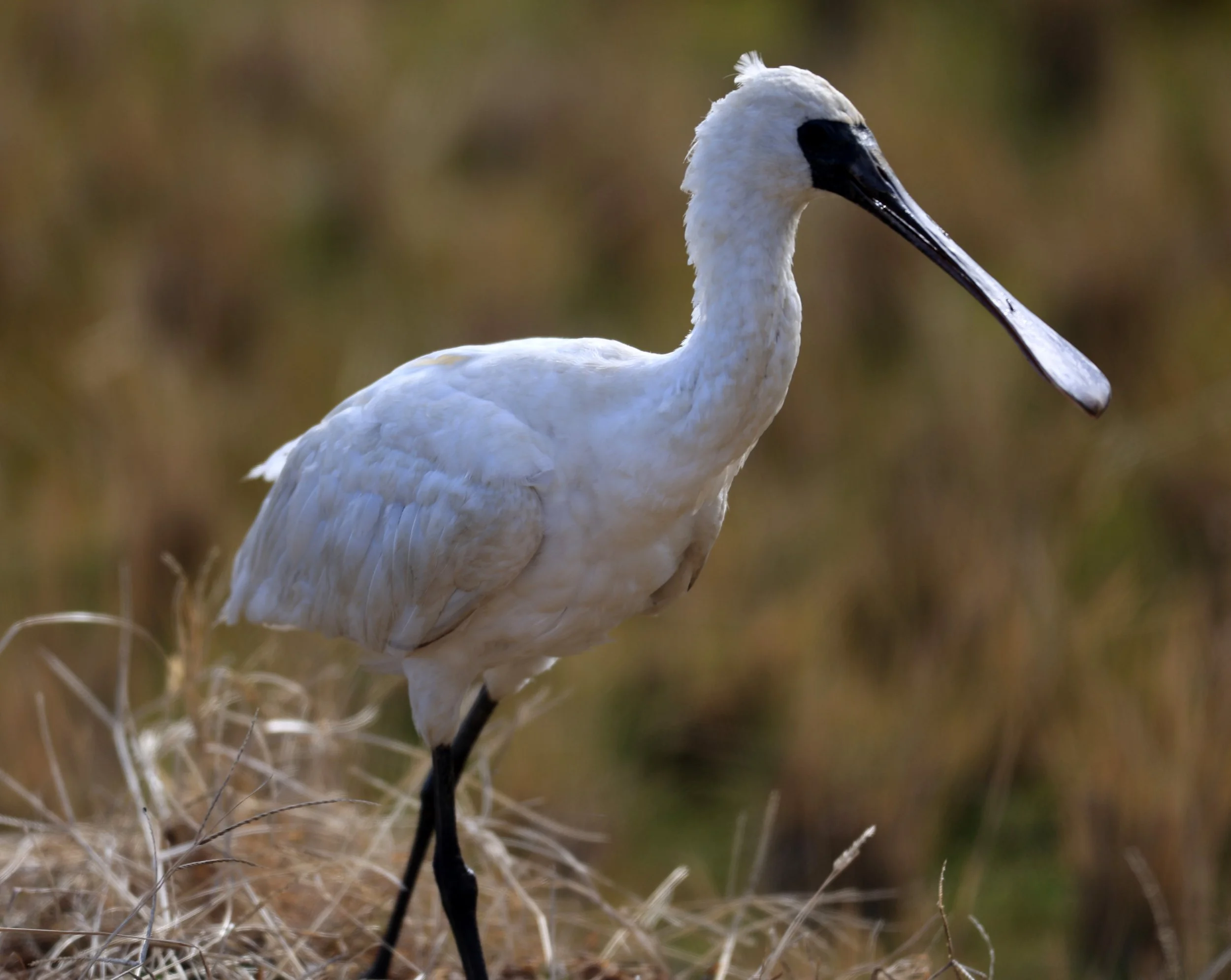 Black-faced Spoonbill (Platalea minor) Izumi Crane Center and Fields Izumi Kagoshima Japan (59).jpg