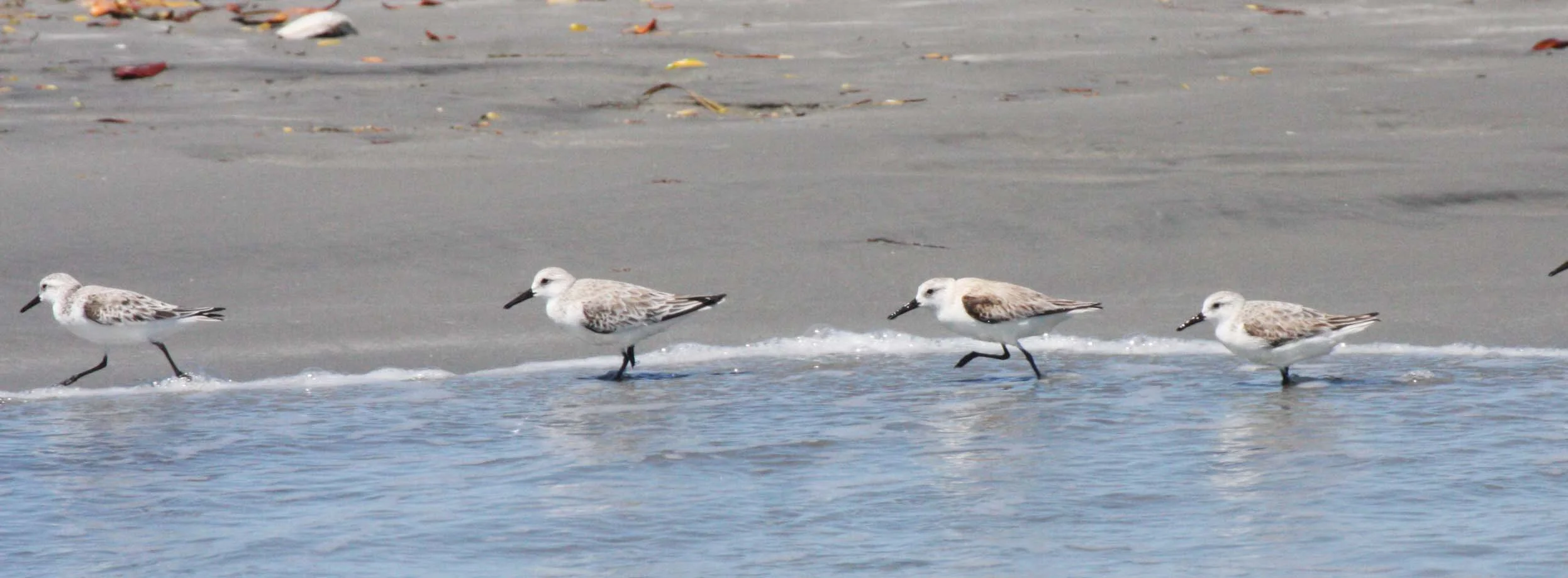 BIRD - SANDERLING - SAN IGNACIO LAGOON BAJA MEXICO (3).JPG