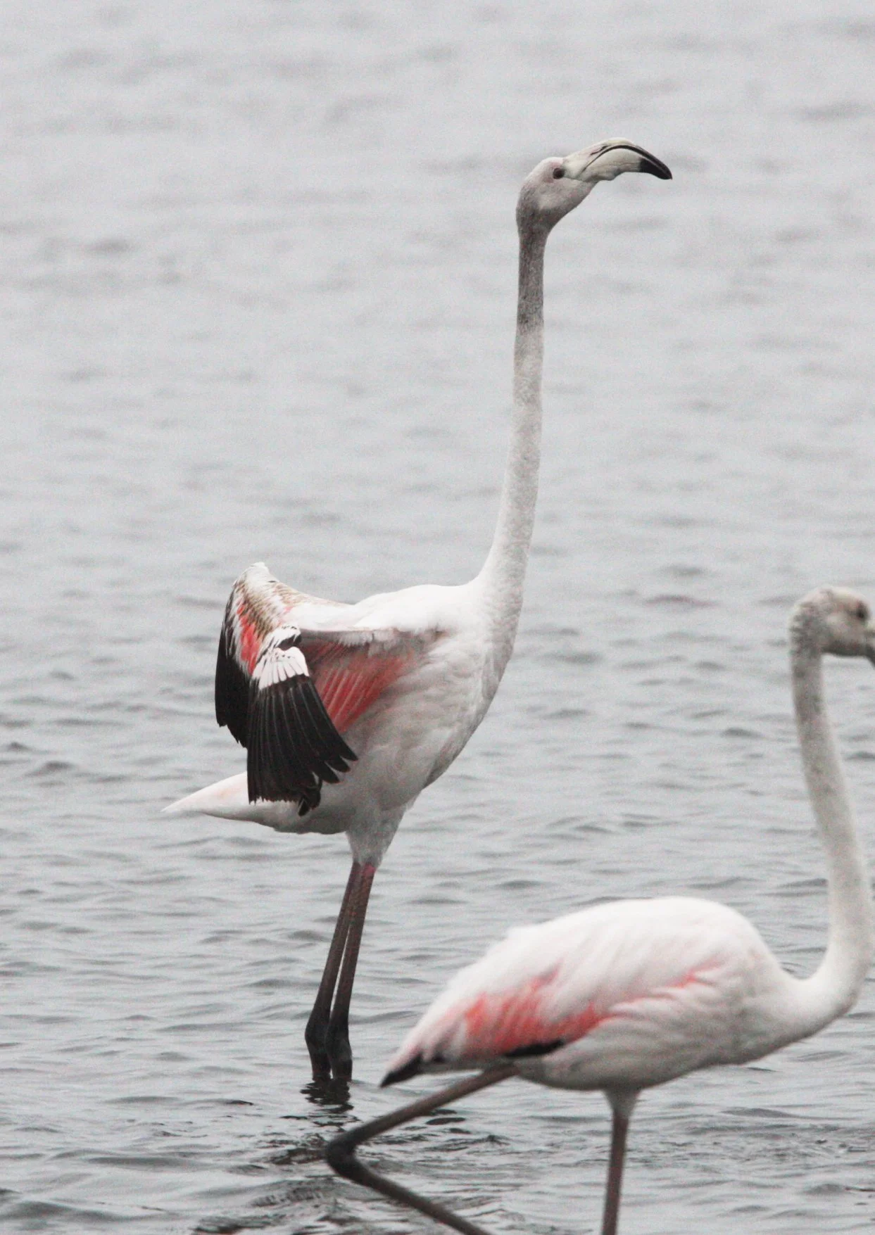 Phoenicopterus roseus - Greater Flamingo - Walvis Bay Namibia (29).JPG
