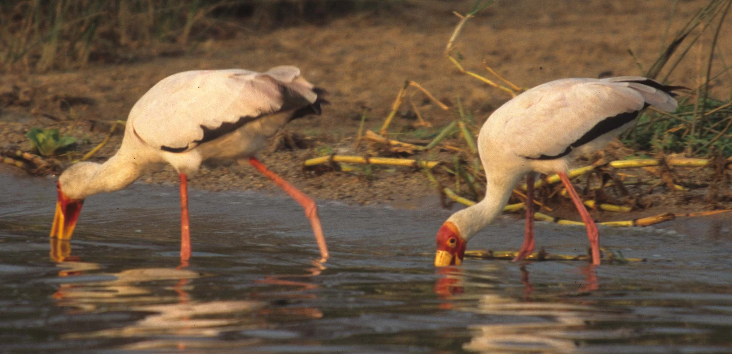 BIRDS - STORK - YELLOWBILL - UGANDA A.jpg