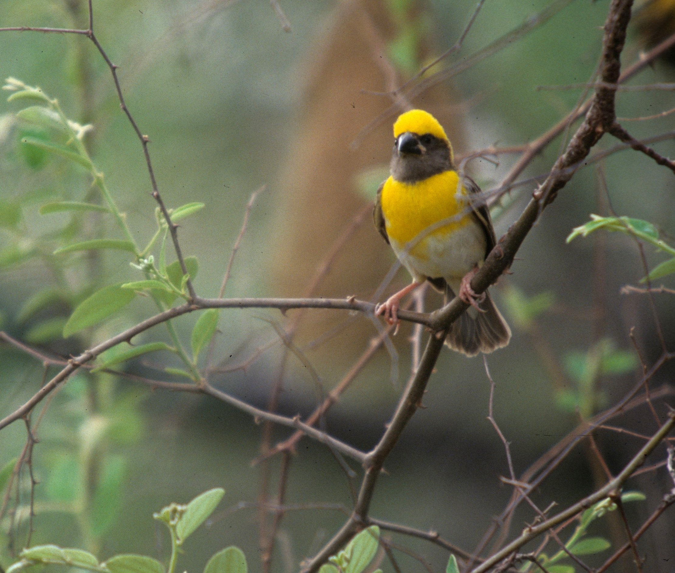 BIRD - WEAVER - BAYA WEAVERS - KALEODEO INDIA.jpg