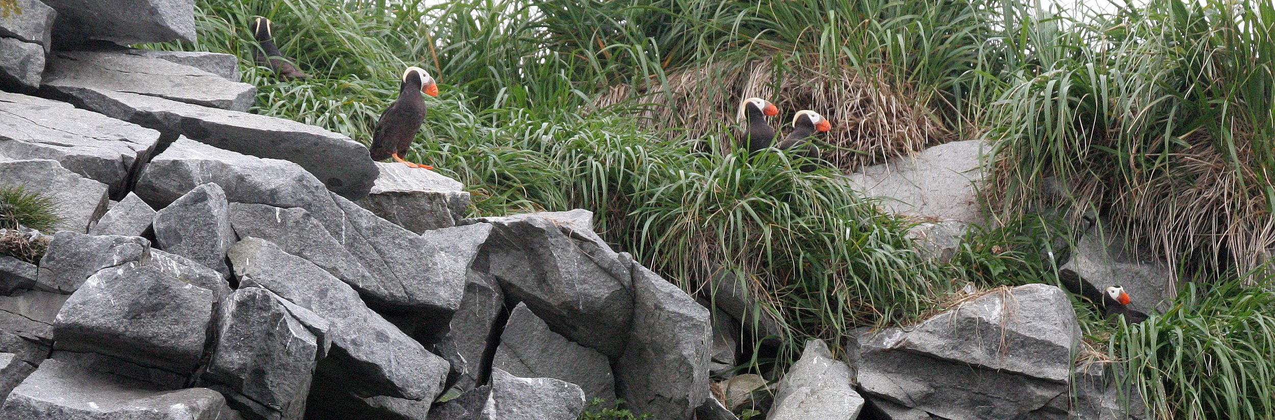 Fratercula cirrhata - TUFTED PUFFIN - COAST OF KAMCHATKA (77).jpg